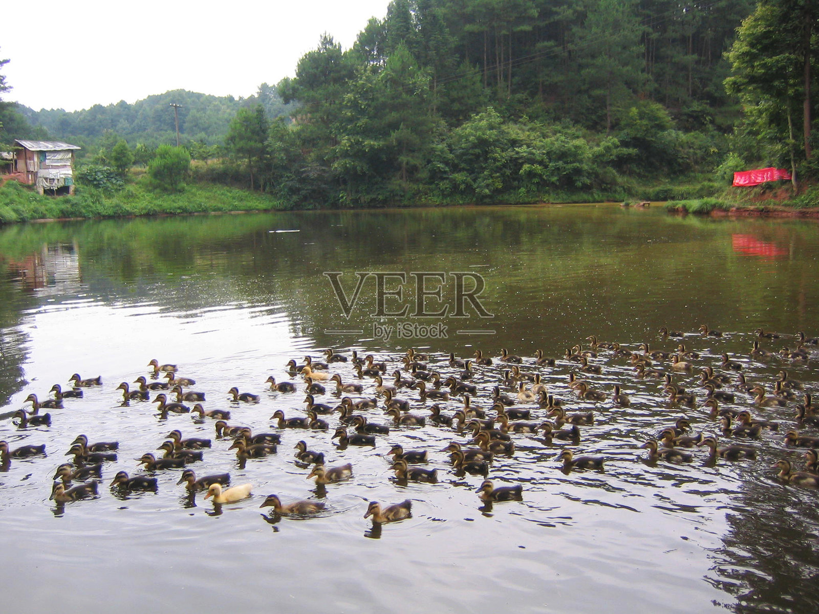 池塘里的鸭子照片摄影图片