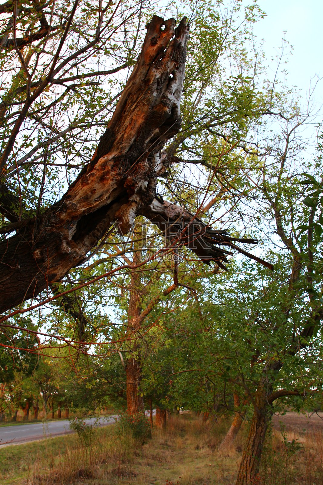 树上的鹰照片摄影图片