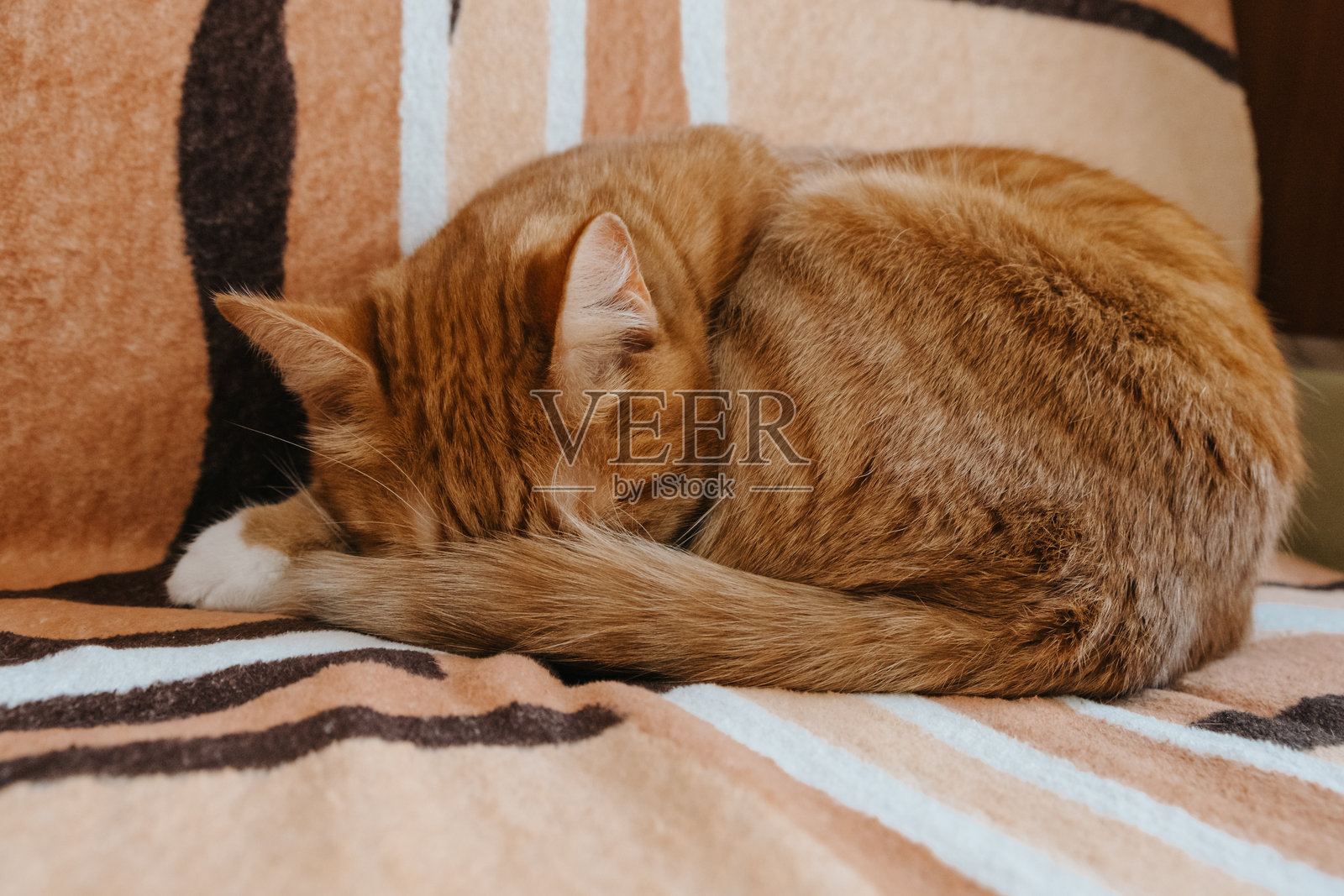 一只可爱的猫咪安静地躺在床上的舒适条纹毯子上睡觉。照片摄影图片
