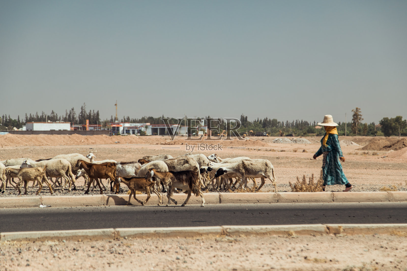 一位牧羊人在摩洛哥干燥的土地上引导她的羊群和山羊沿着阳光明媚的道路前行。照片摄影图片