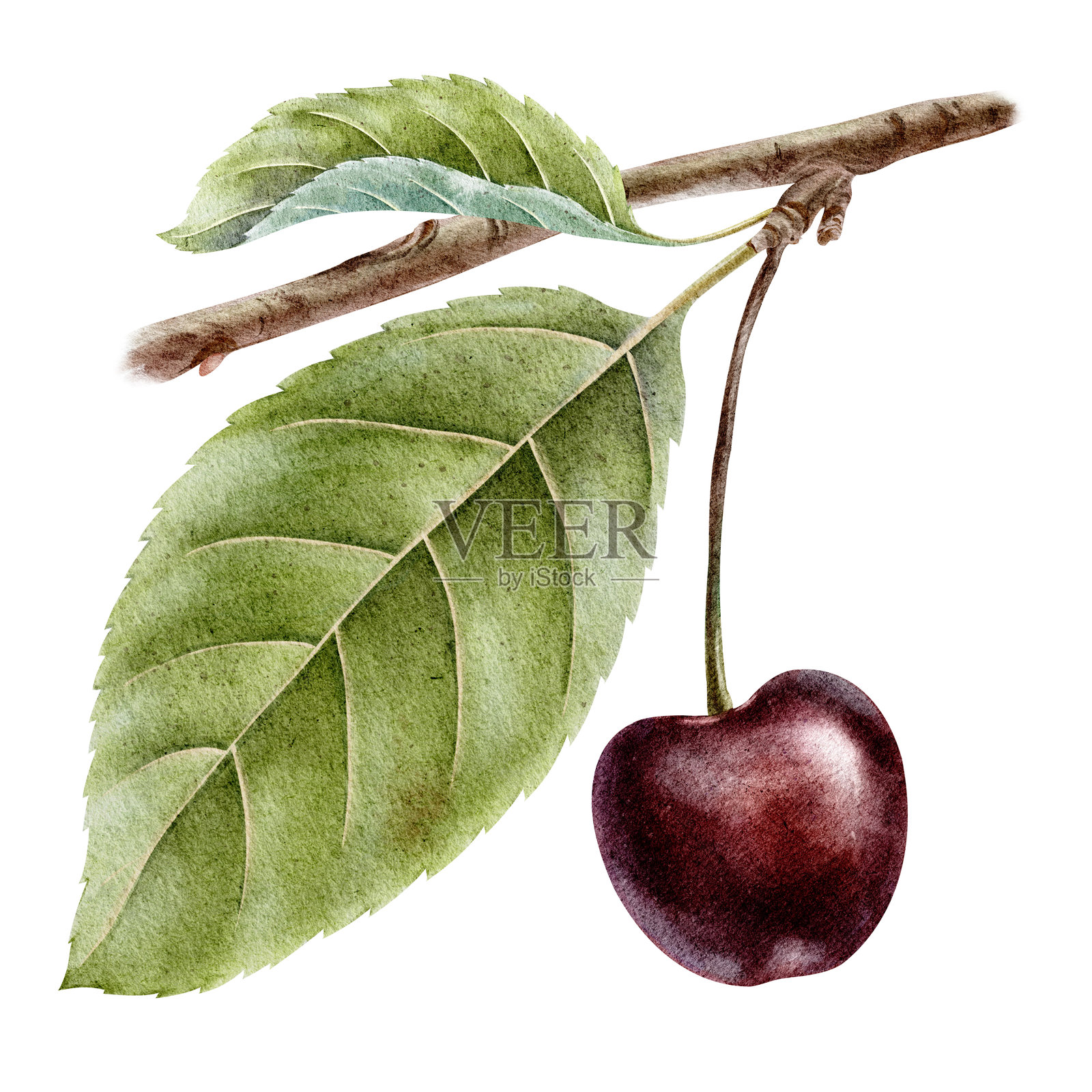 甜樱桃果实和叶子。多汁的樱桃果串。手绘水彩插图，独立展示。适用于菜单、包装、化妆品、纺织品和卡片的植物设计。插画图片素材
