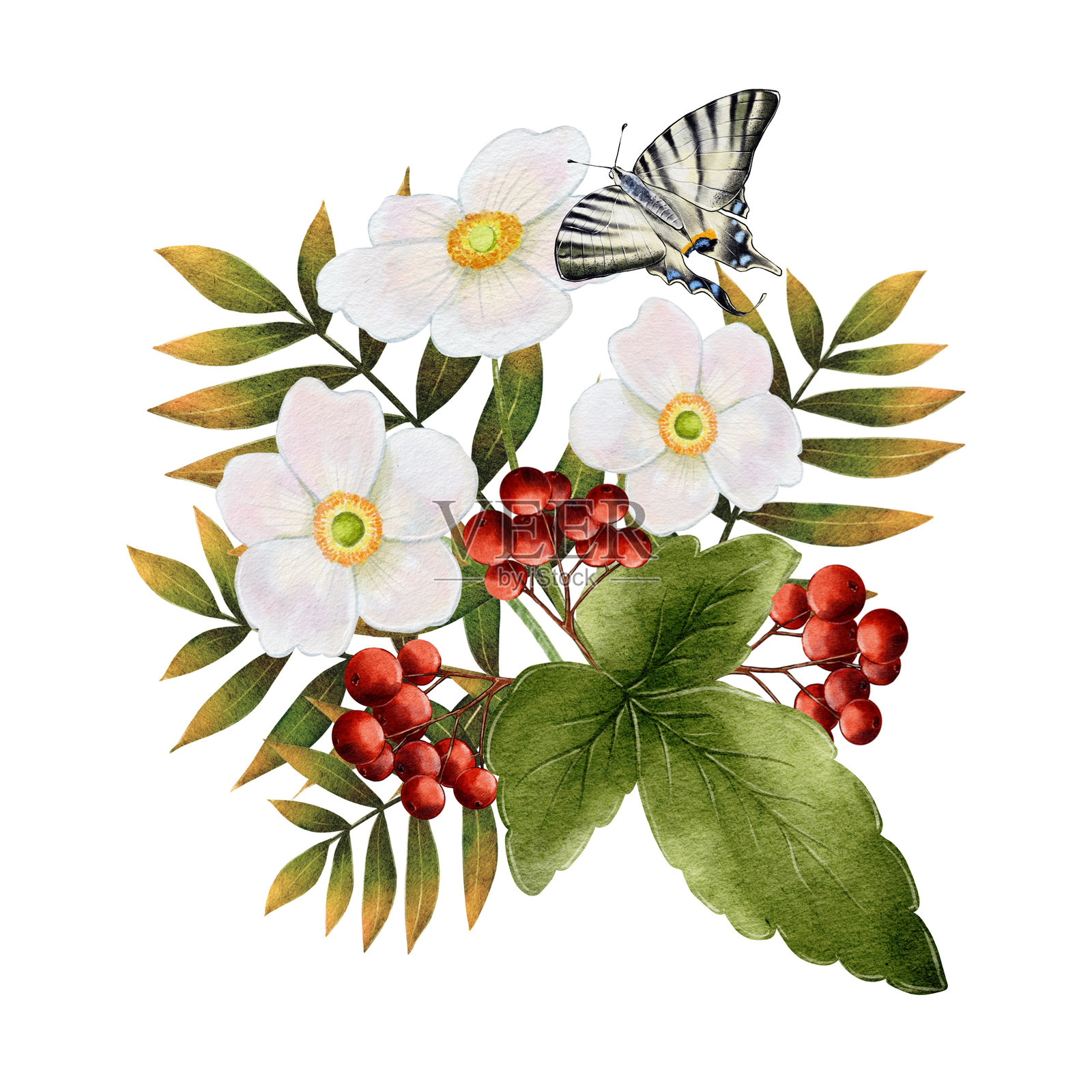 秋季白花、山楂和蝴蝶的组合插画图片素材