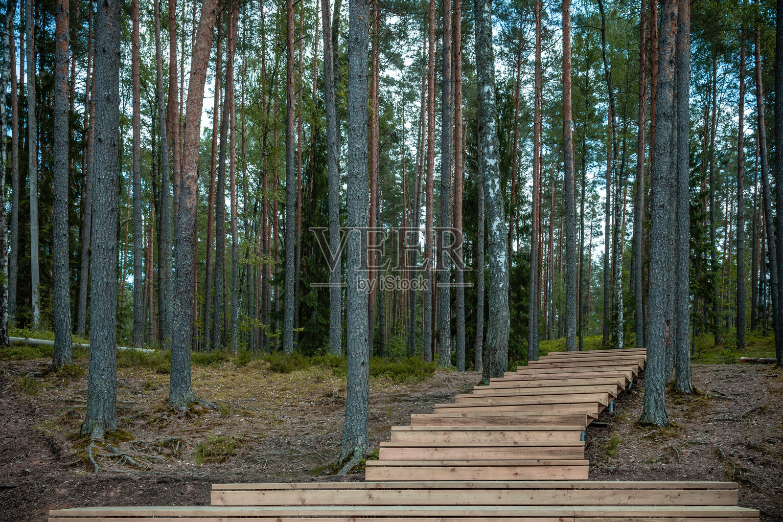 夏季森林中的木栈道。照片摄影图片