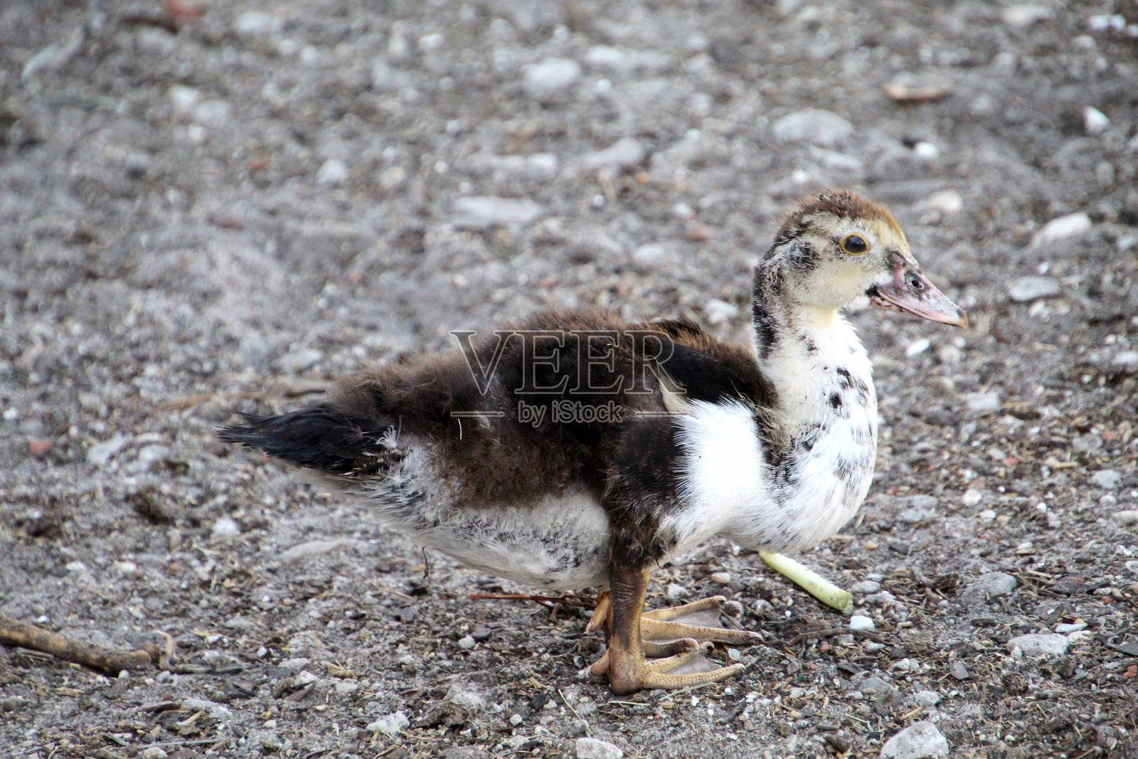 鸭子 - 鴨科照片摄影图片