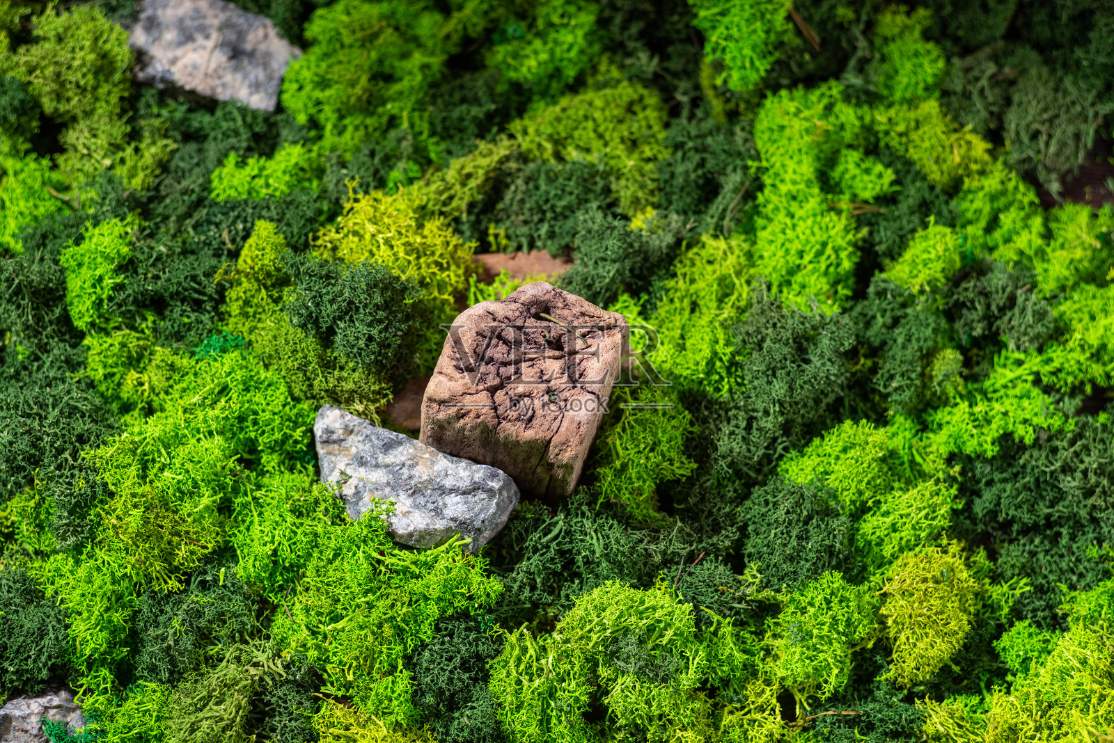 绿色植物的背景。木制讲台在绿色苔藓中。照片摄影图片