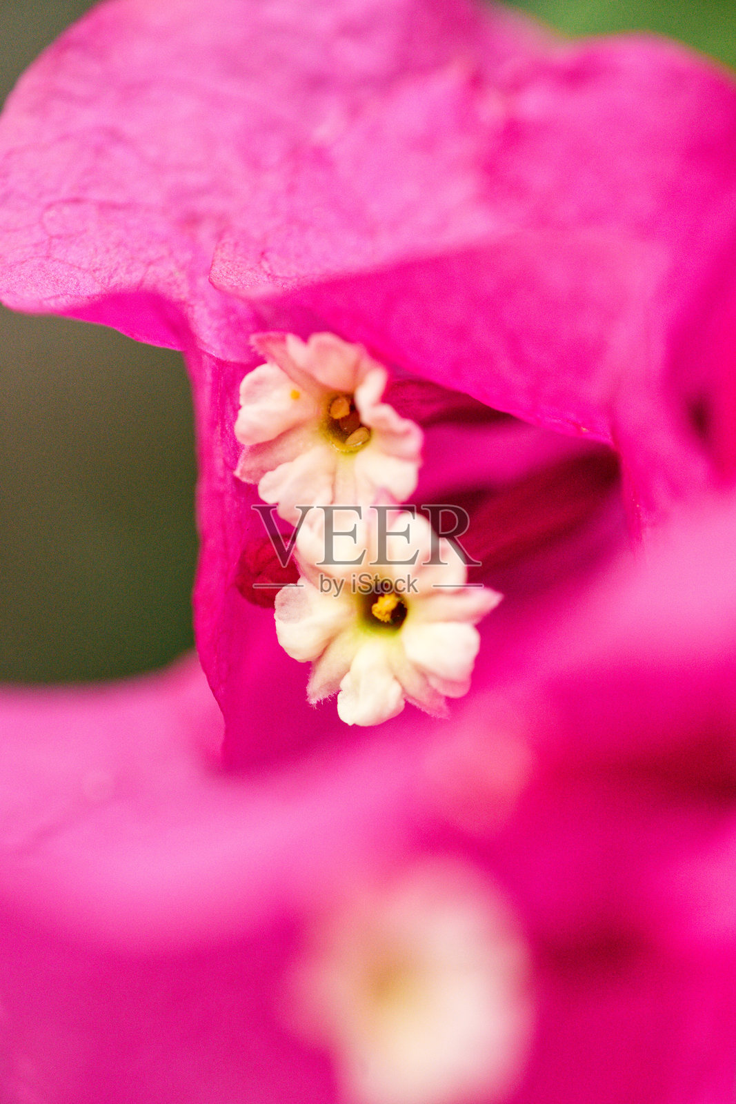 微小的白色花朵照片摄影图片