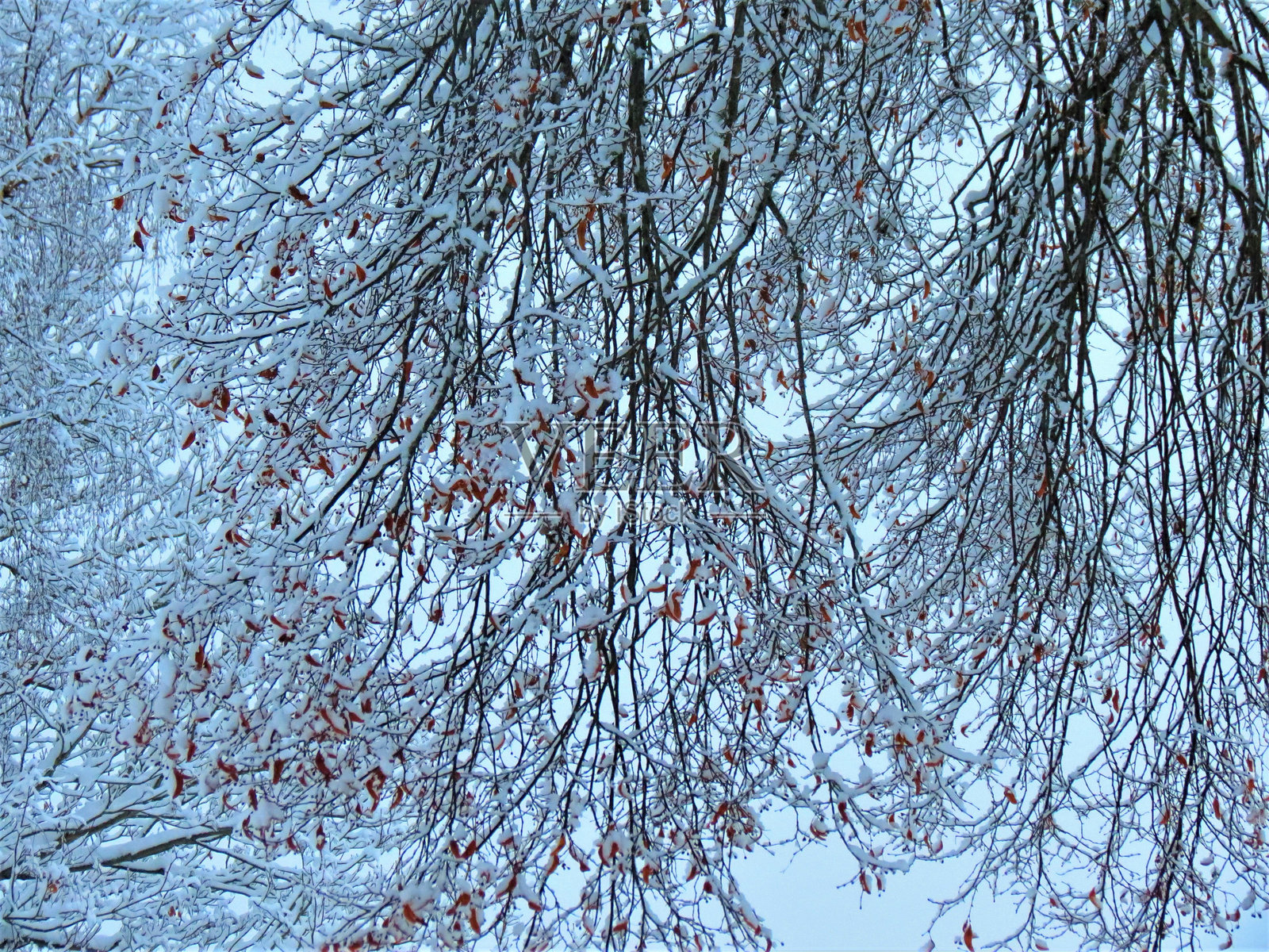 被雪覆盖的冰冻树木和树枝。美丽的白色冬天。照片摄影图片