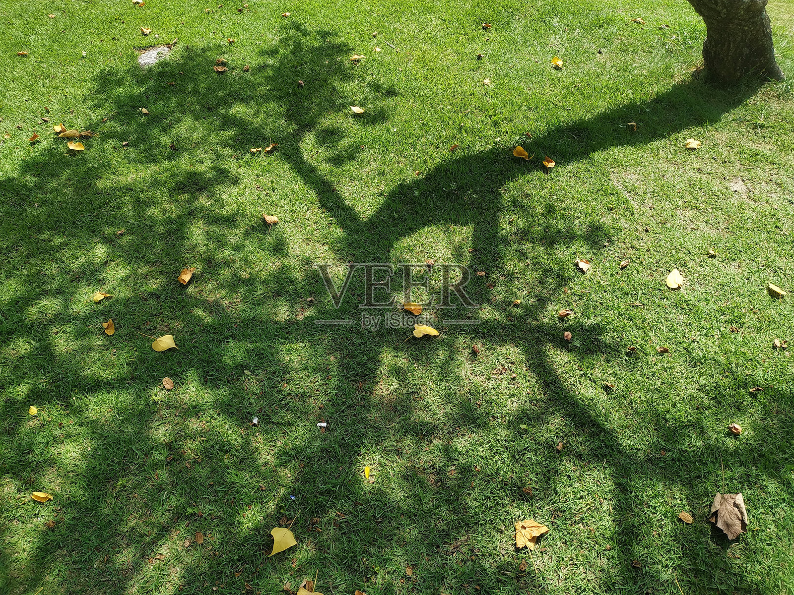 高角度视图的草地照片摄影图片