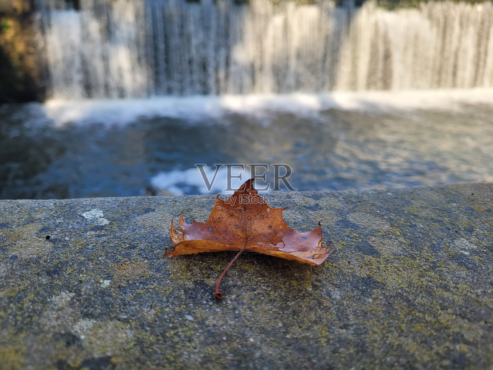 水边的叶子照片摄影图片