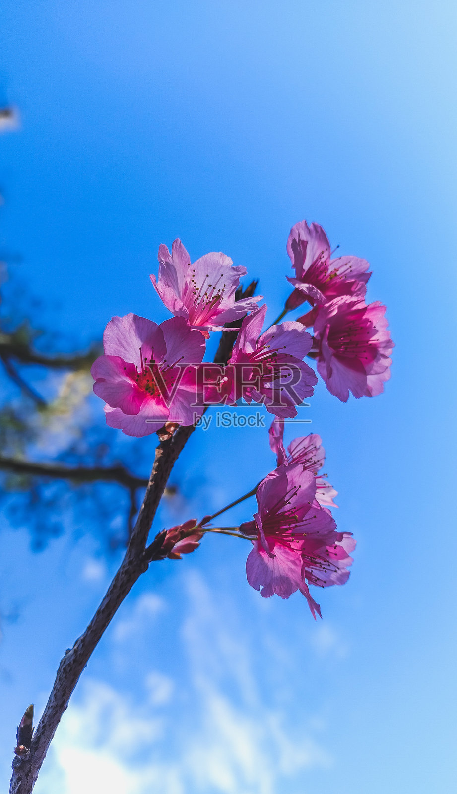 樱花盛开照片摄影图片