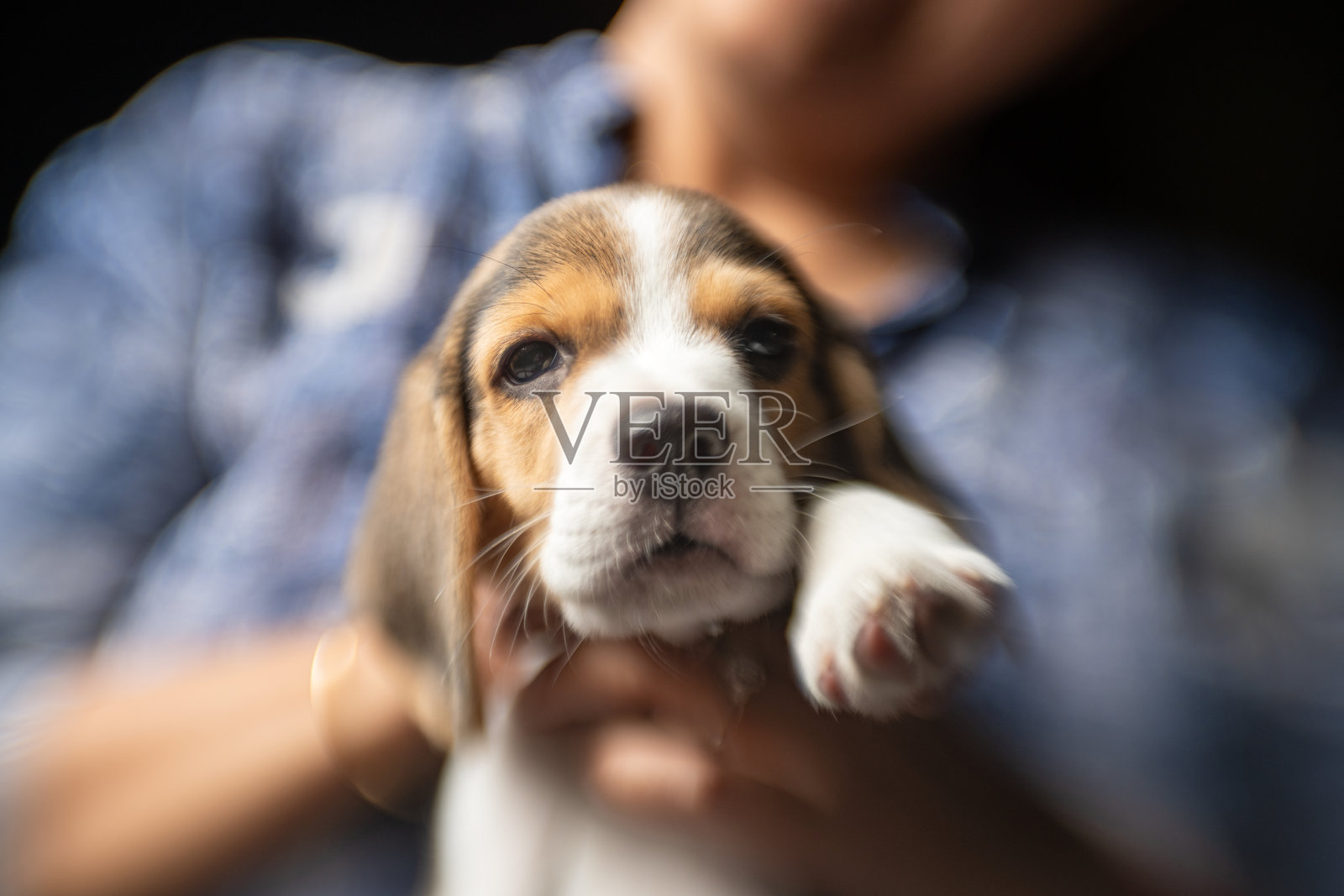 在摄影棚灯光下被抱起的小猎犬幼犬的创意拍摄照片摄影图片