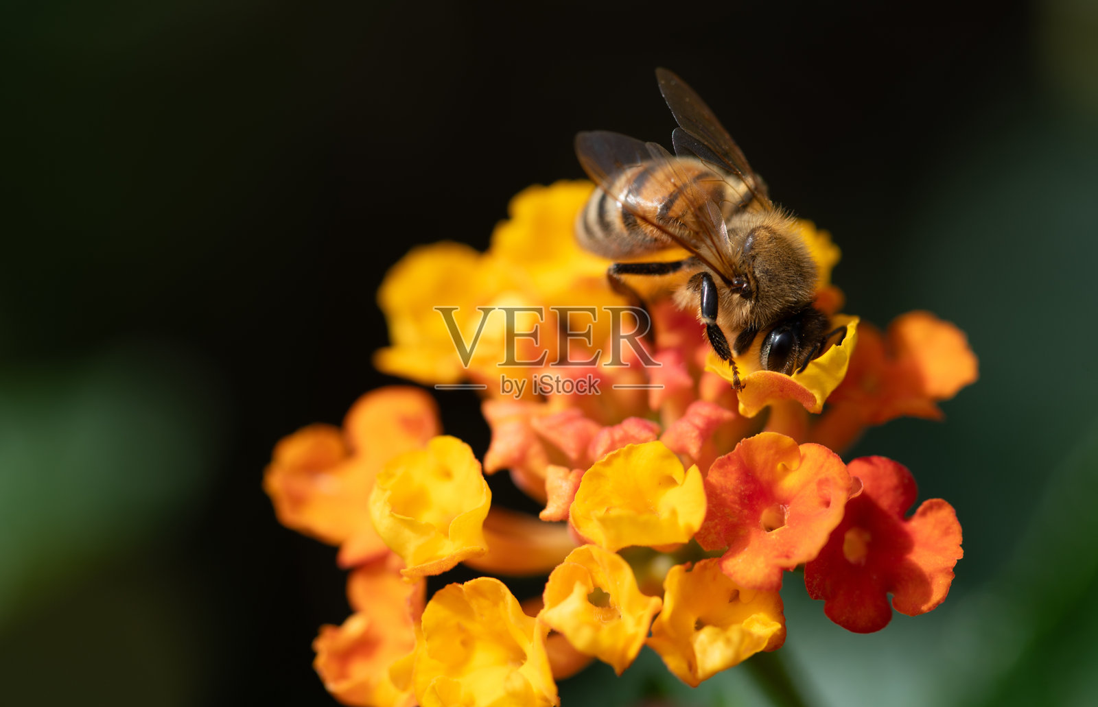 蜜蜂特写停在马缨丹花（Lantana camara）上。照片摄影图片
