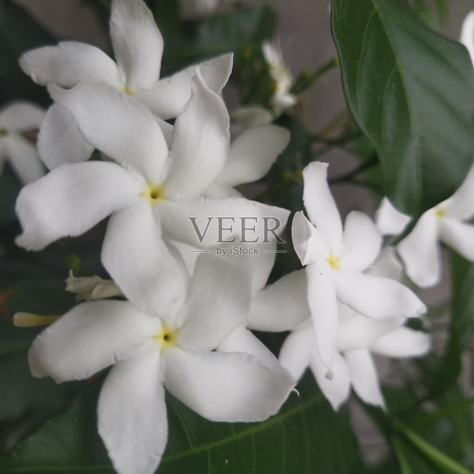 白色花朵照片摄影图片