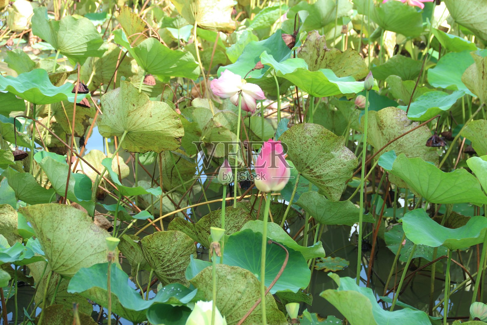 莲花照片摄影图片