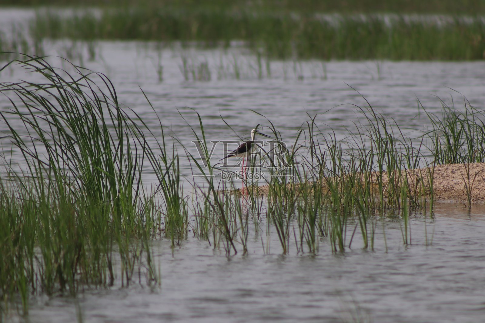 在纳尔萨罗瓦湖旅行时拍摄的美丽可爱的黑翅长脚鹬鸟照片照片摄影图片