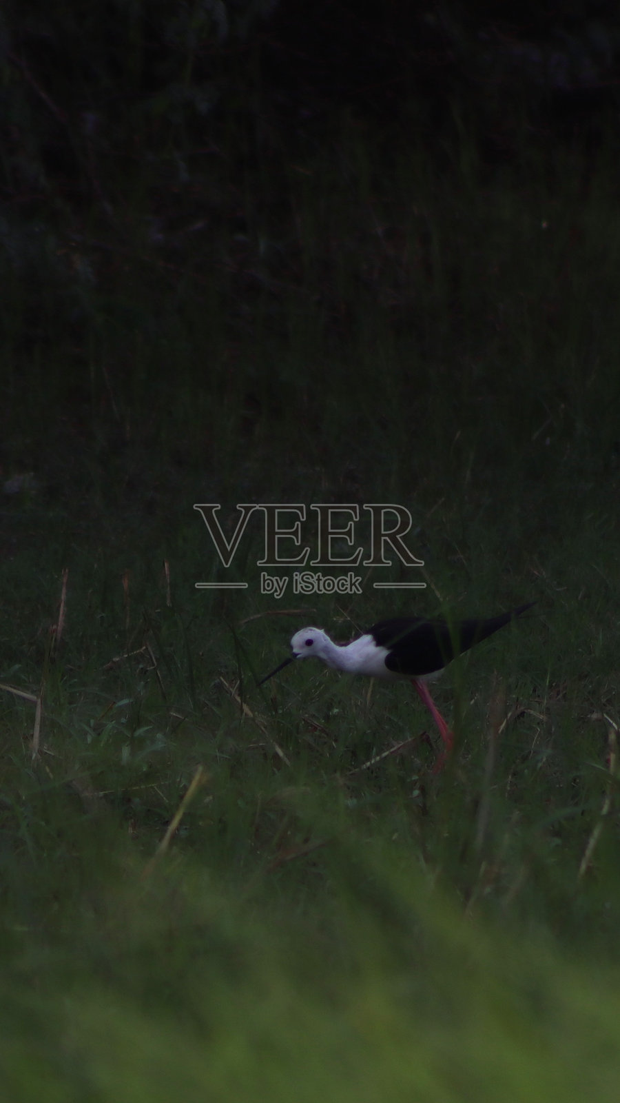 在纳尔萨罗瓦旅行时拍摄的小白鹭鸟照片摄影图片