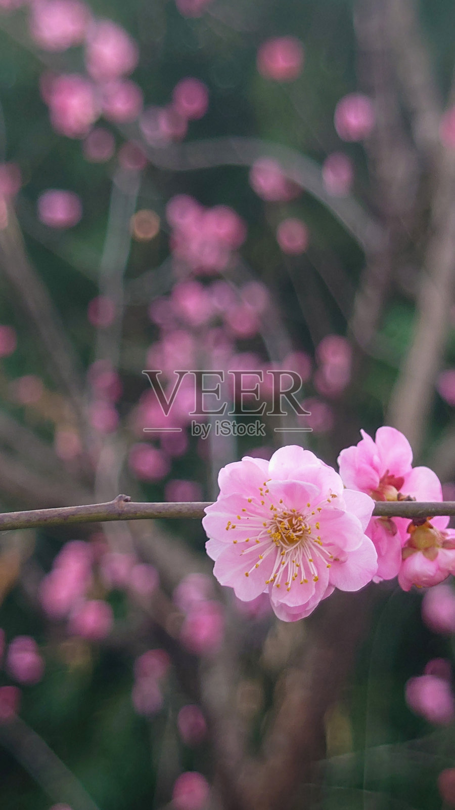 盛开的梅花 – 优雅与坚韧的象征照片摄影图片