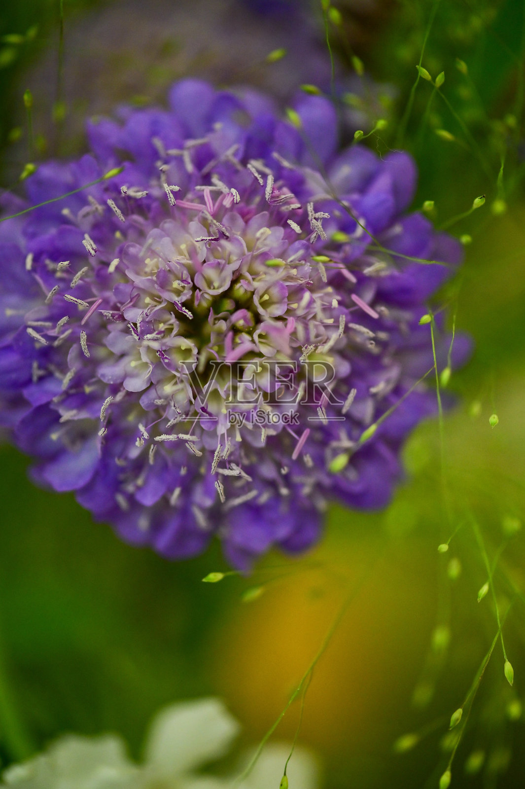 色彩斑斓的花卉和植物的特写照片照片摄影图片
