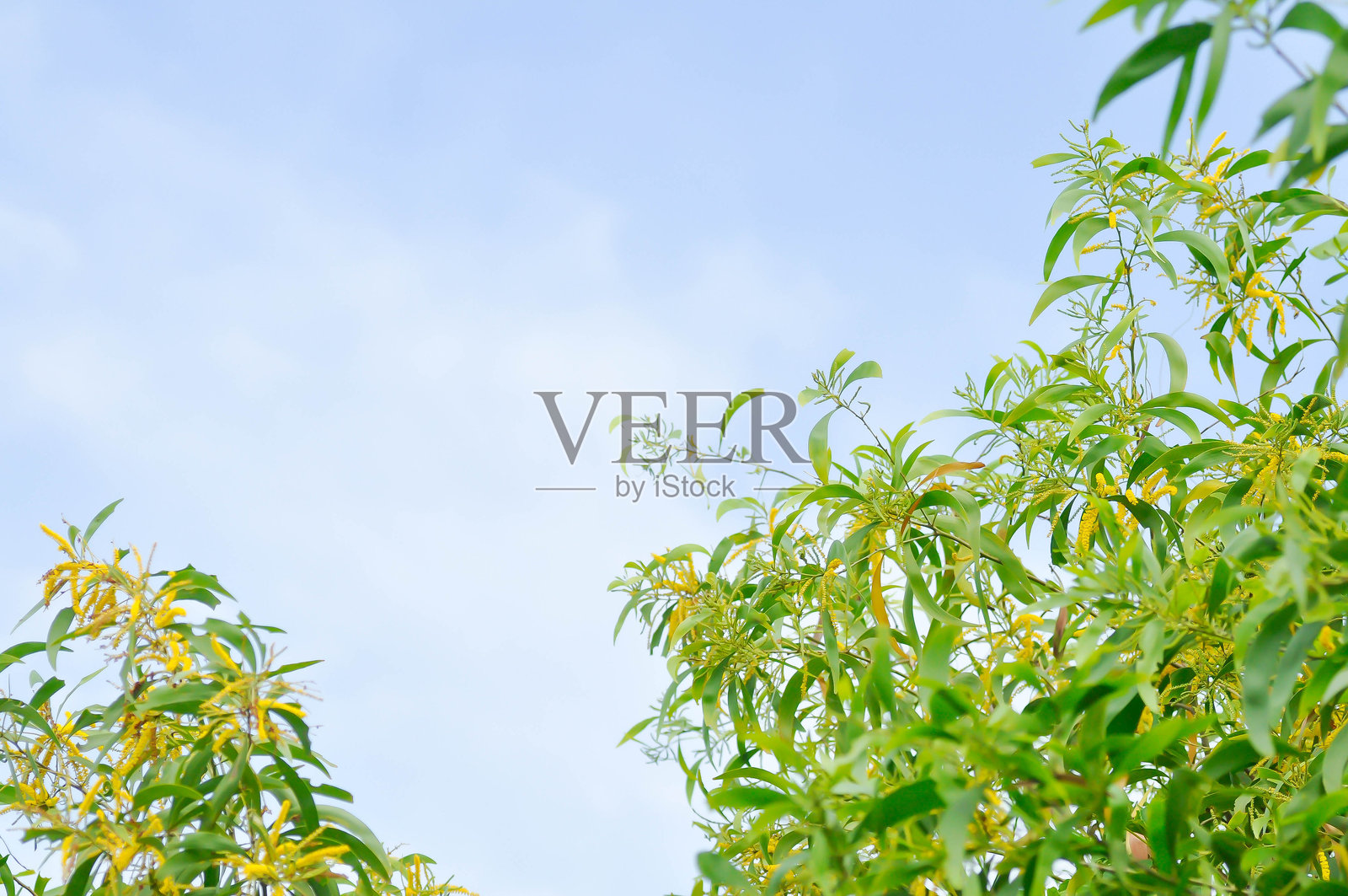 耳叶相思树和树上的花朵照片摄影图片