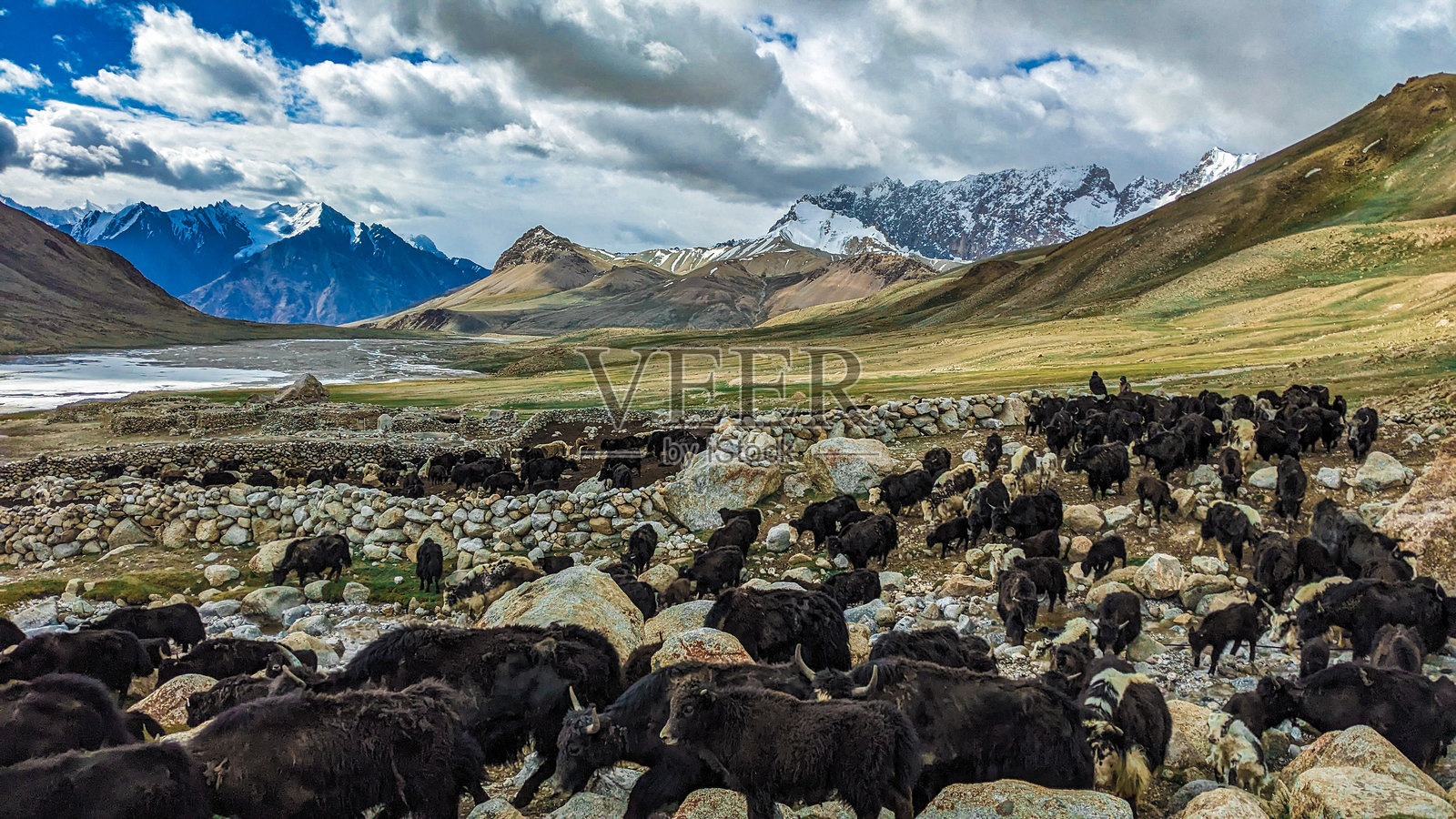 美丽的牦牛在帕米尔高原。照片摄影图片