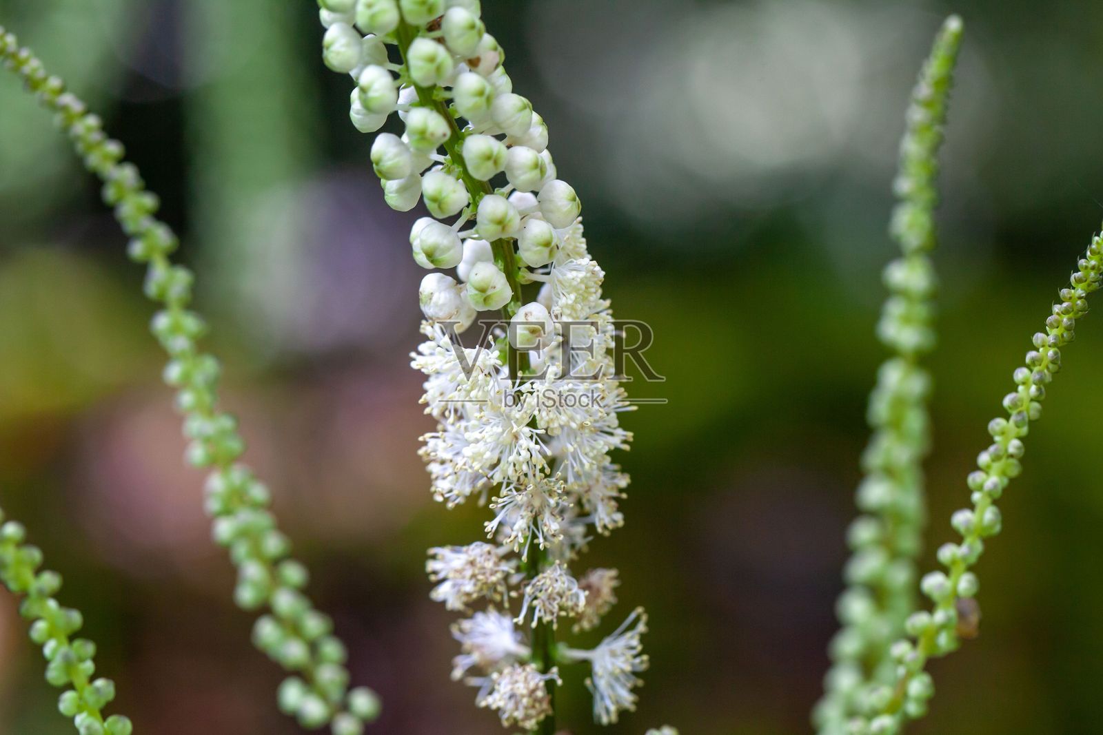 日本防风草，Cimicifuga japonica照片摄影图片