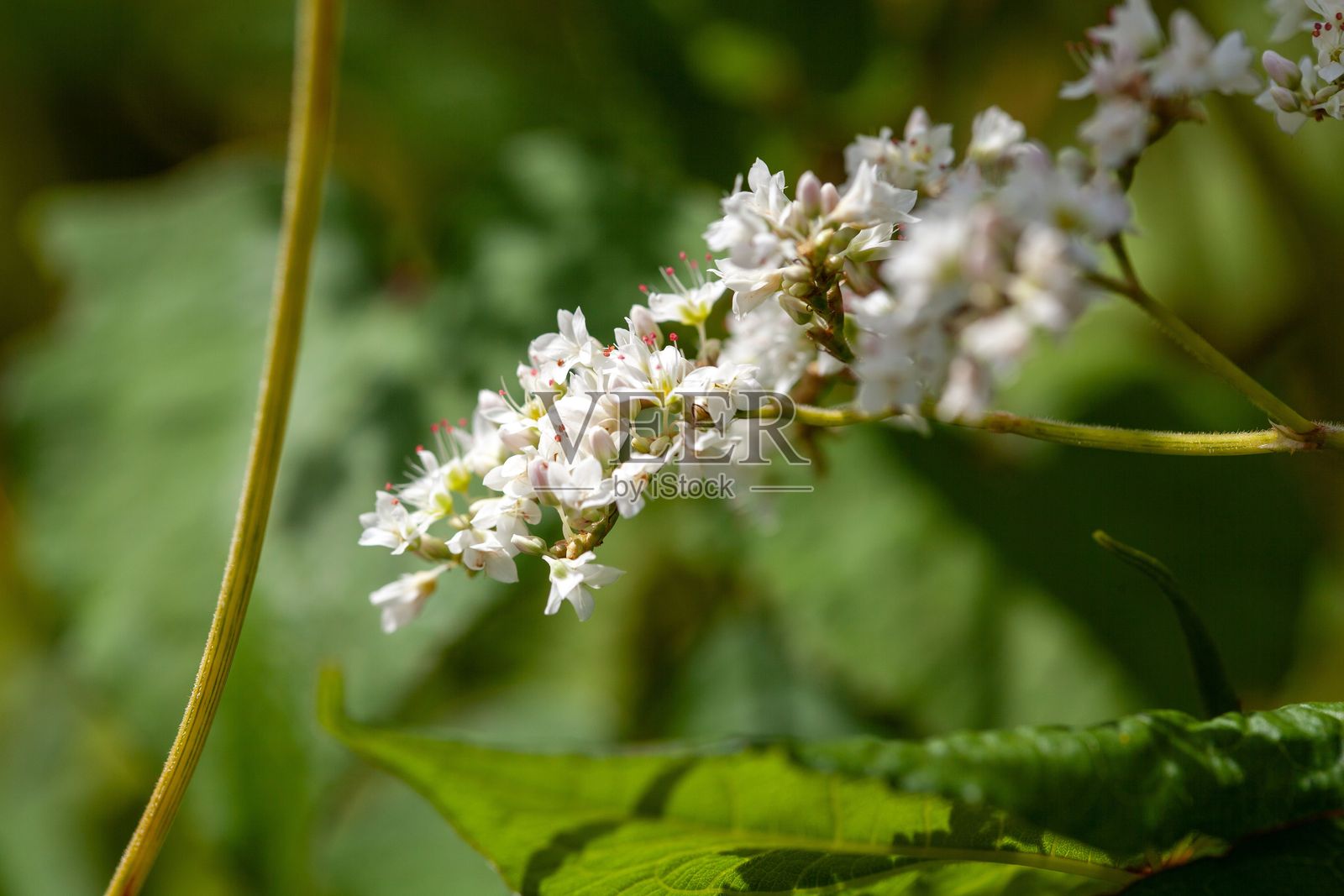 荞麦（Fagopyrum dibotrys）的花序照片摄影图片