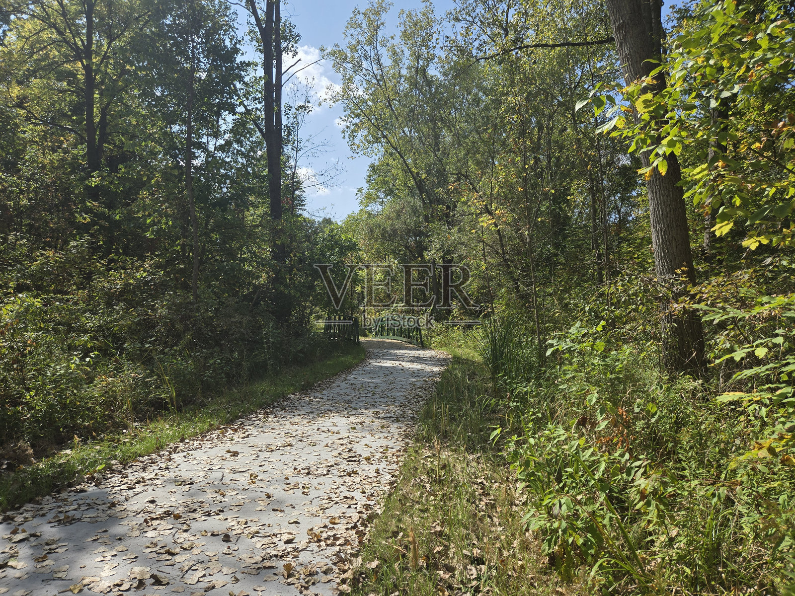 森林照片摄影图片