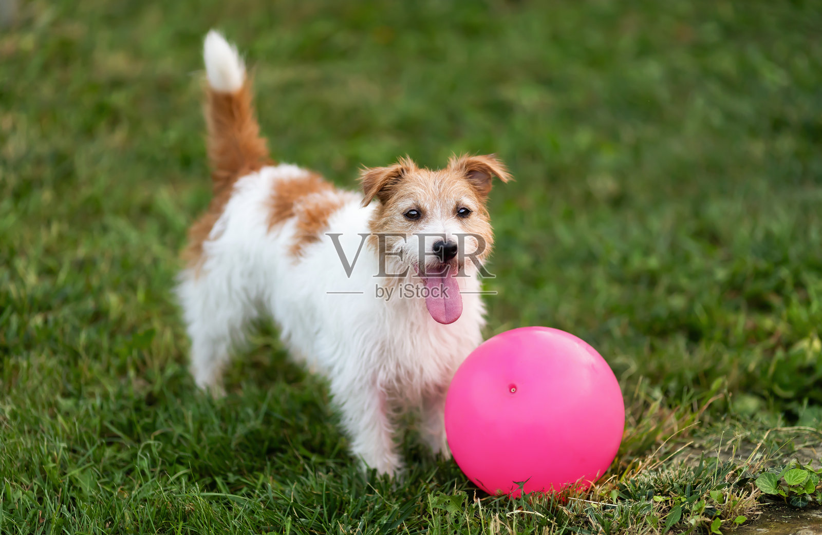 顽皮的杰克拉塞尔梗狗在草地上玩她的玩具球，宠物背景照片摄影图片