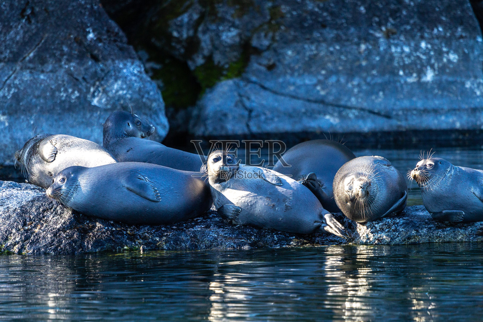 海豹在岛上休息和晒太阳照片摄影图片