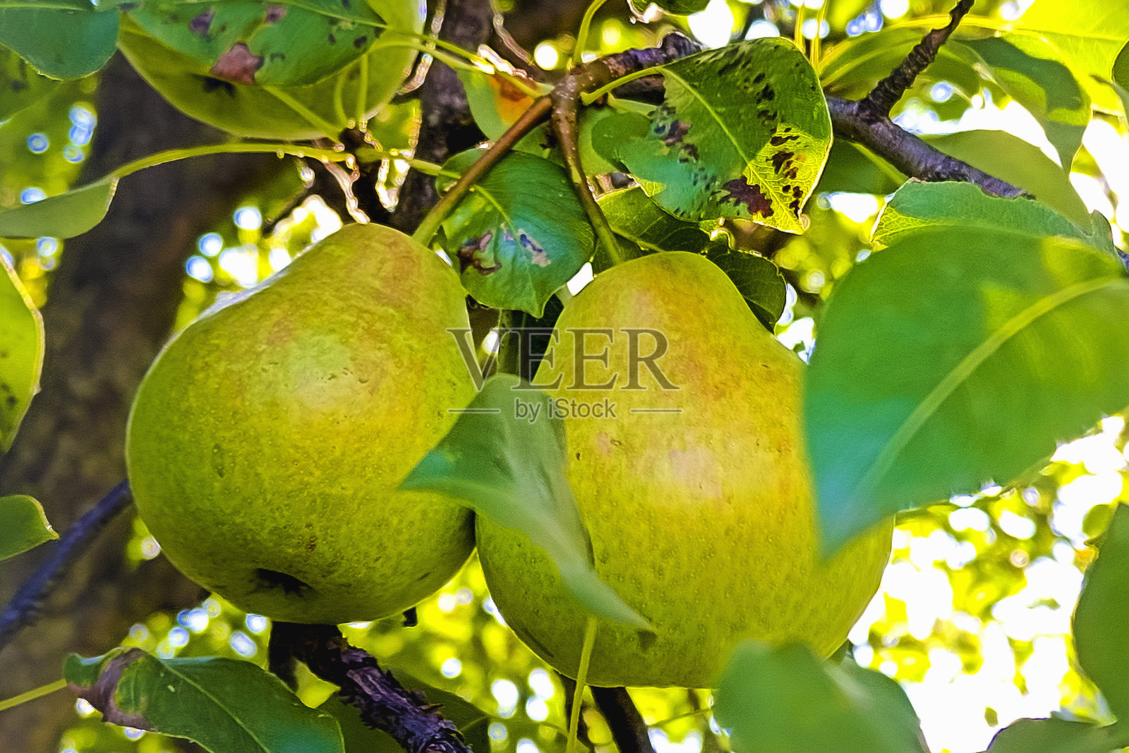 树枝上的成熟梨。花园里的有机梨。阳光下梨树枝上长着的梨和叶子的特写。聚焦于梨。照片摄影图片