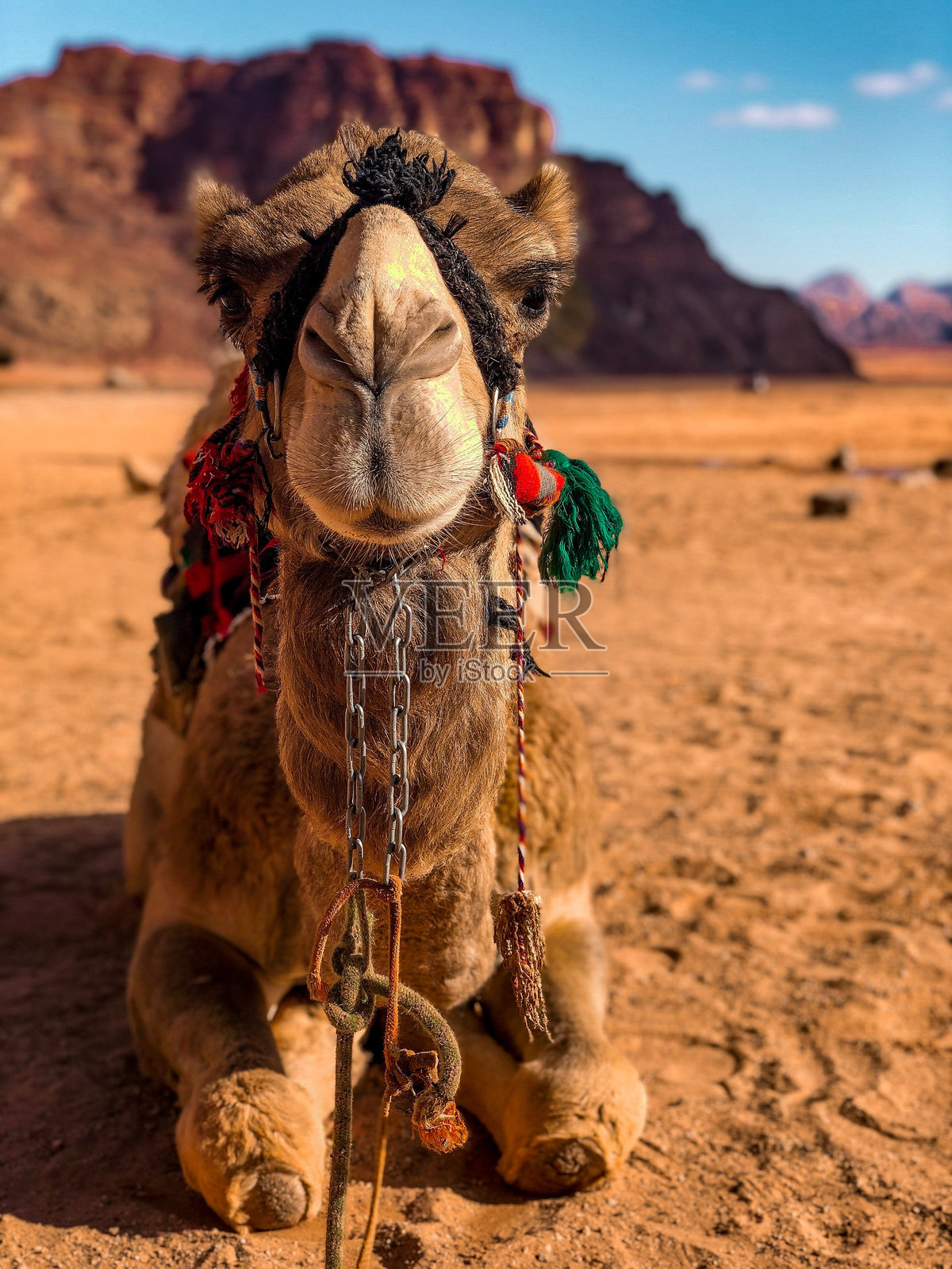 沙漠中骆驼的特写照片摄影图片