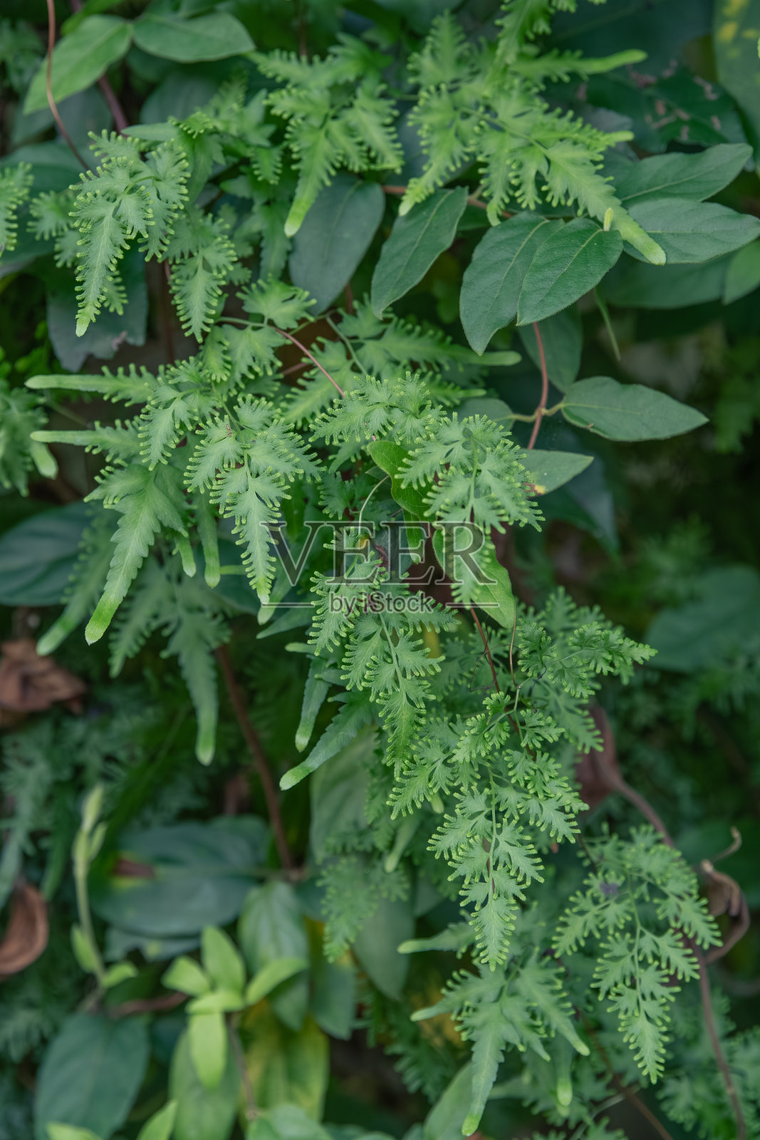 两种来自东亚的藤本植物，忍冬（Lonicera japonica）和日本蕨（Lygodium japonicum），在德克萨斯州的林地中自然生长。照片摄影图片