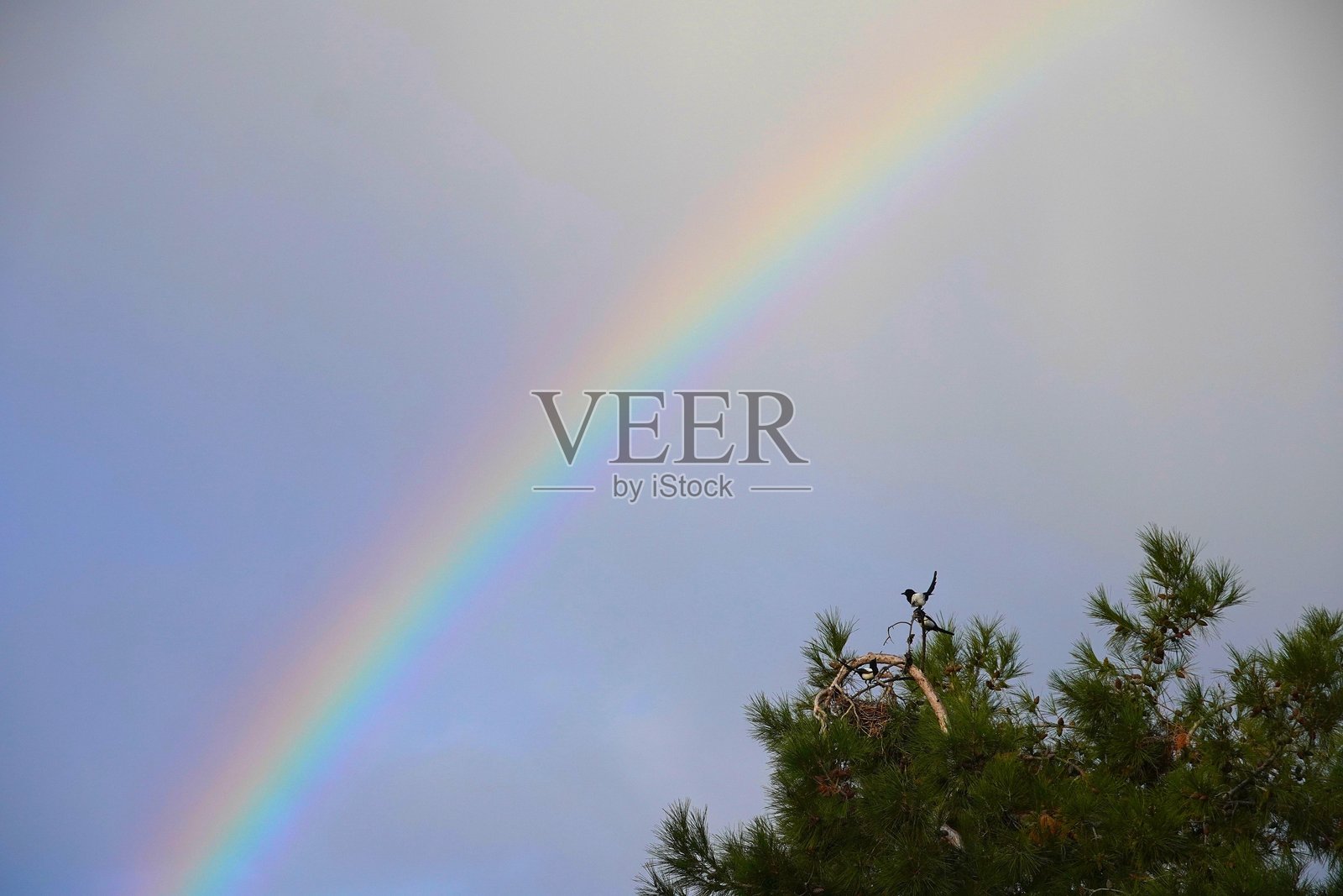 鸟和彩虹照片摄影图片