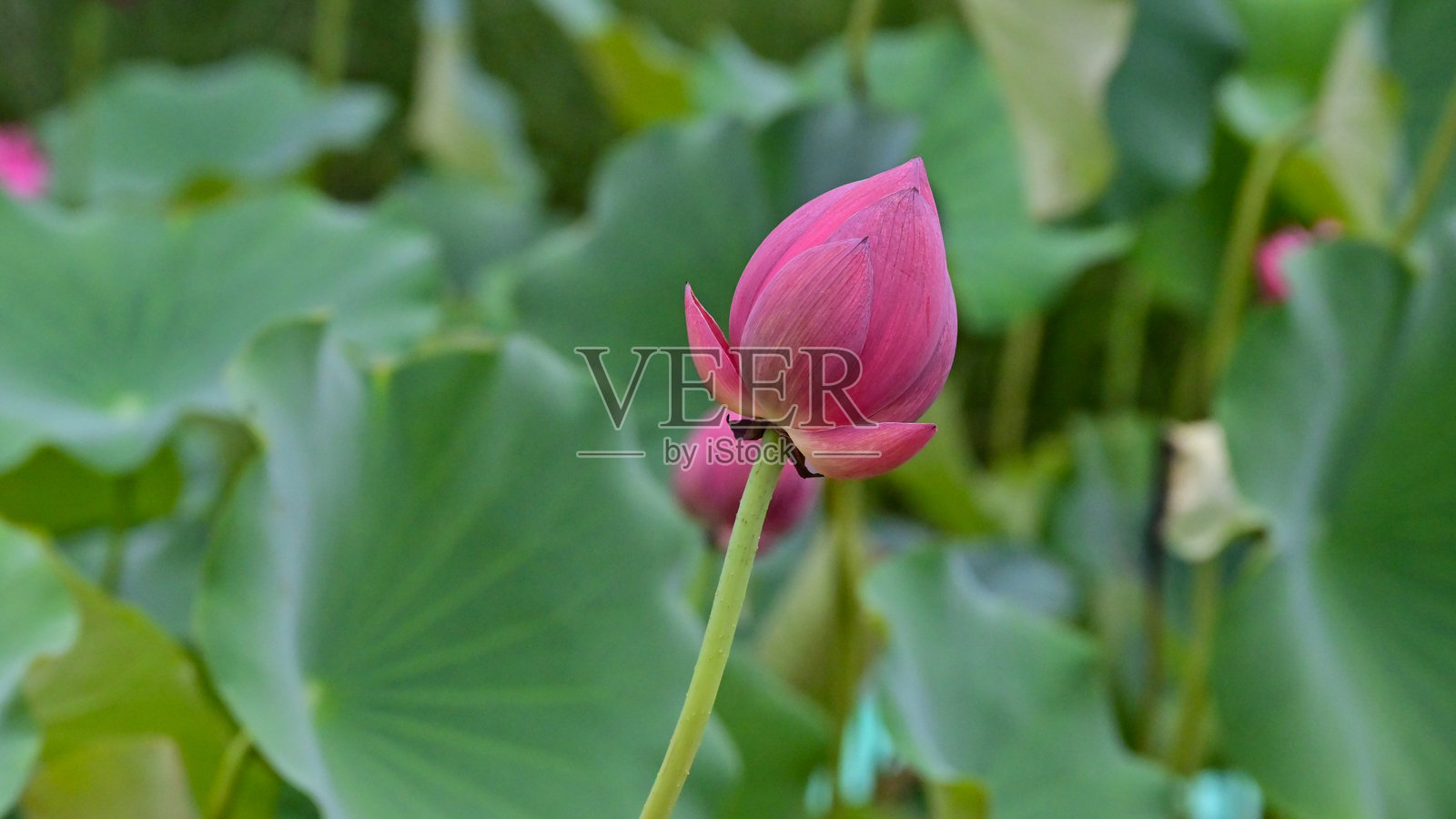 一朵粉色莲花花苞即将在夏末绽放。照片摄影图片
