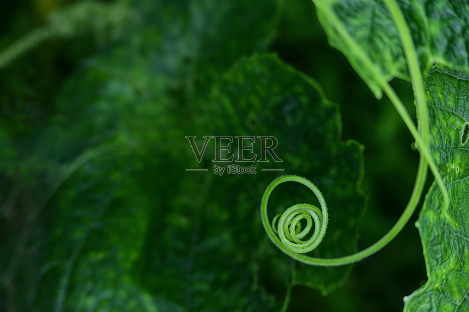 南瓜卷须照片摄影图片