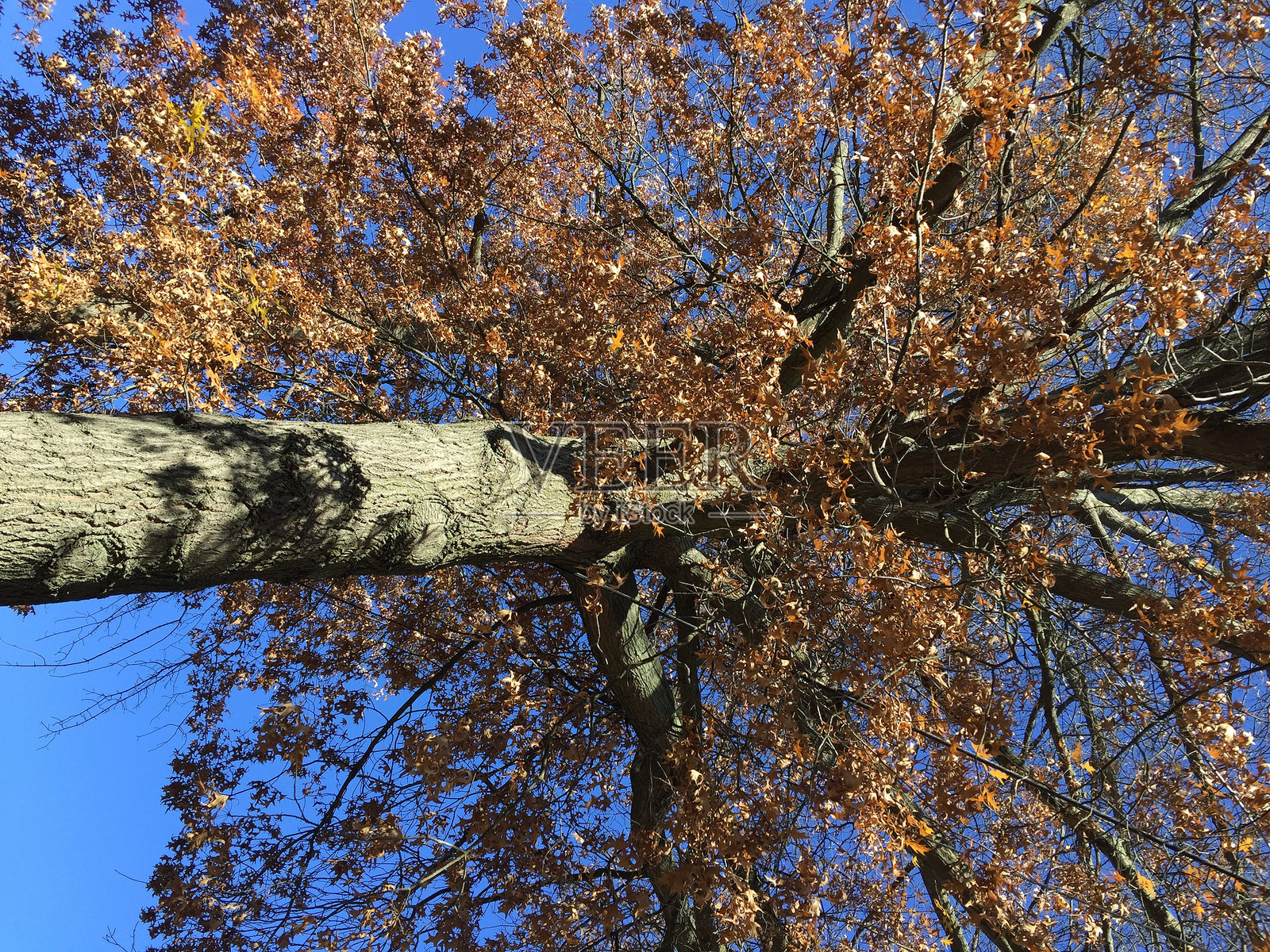 雄伟的橡树照片摄影图片