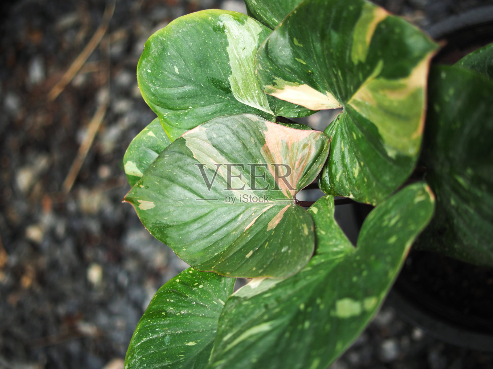 家居花盆中的斑叶香龙血树照片摄影图片