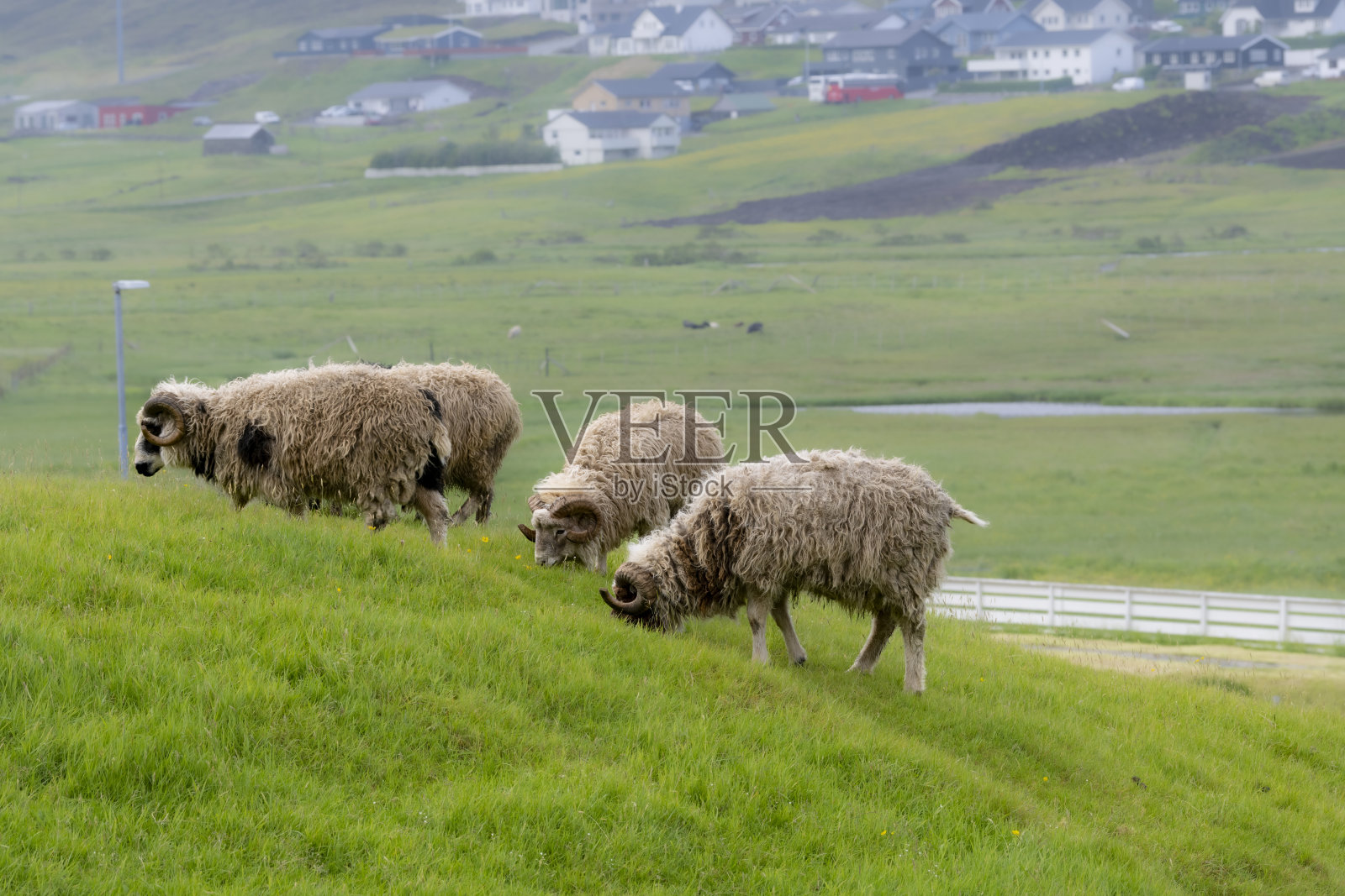 在苏杜罗伊岛上，一群好奇的羊。照片摄影图片