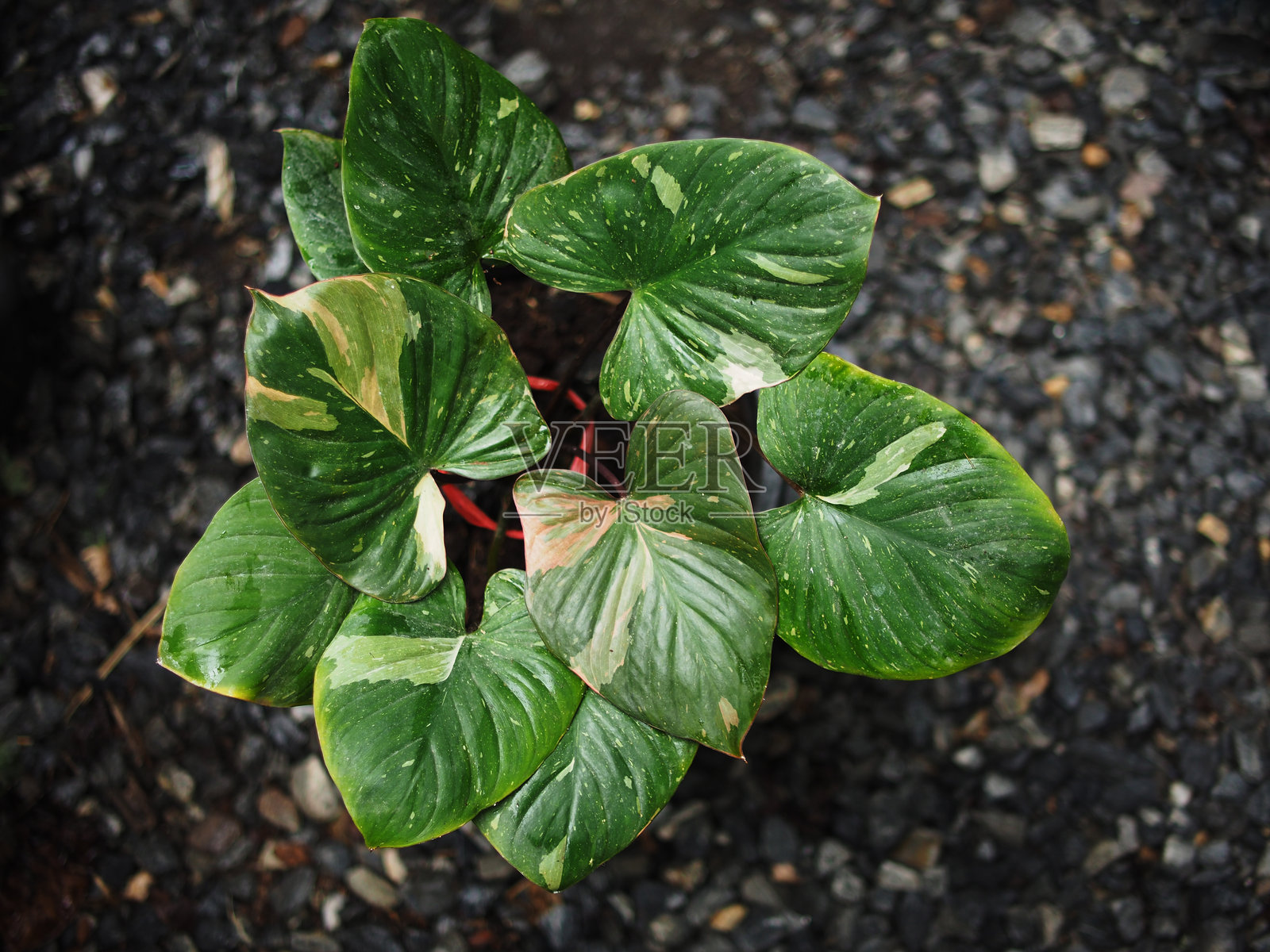 家居花盆中的斑叶香龙血树照片摄影图片