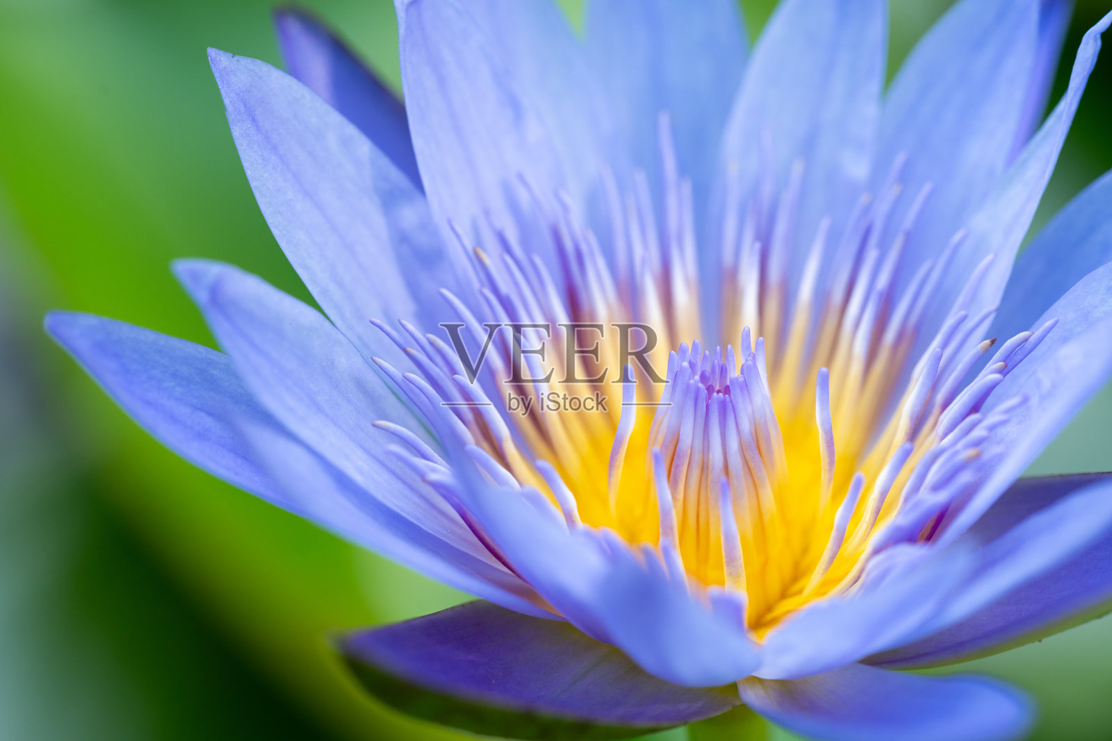 紫色睡莲在水面上绽放的特写镜头照片摄影图片