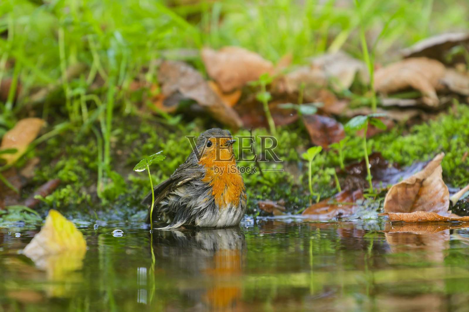 罗宾在洗澡照片摄影图片