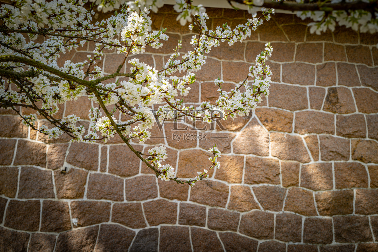 春天路边盛开的樱花树照片摄影图片