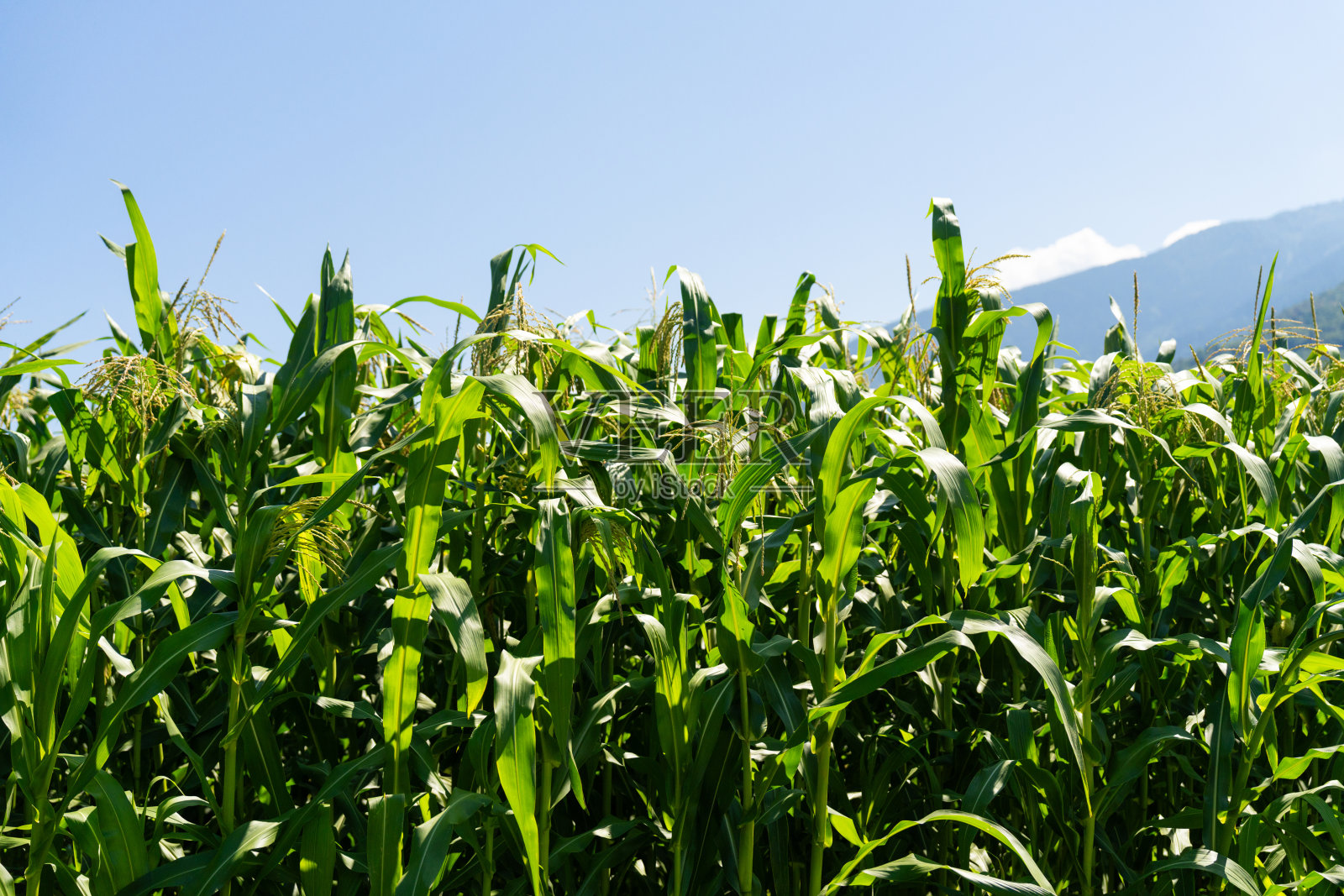 在晴朗蓝天下的玉米田特写照片摄影图片