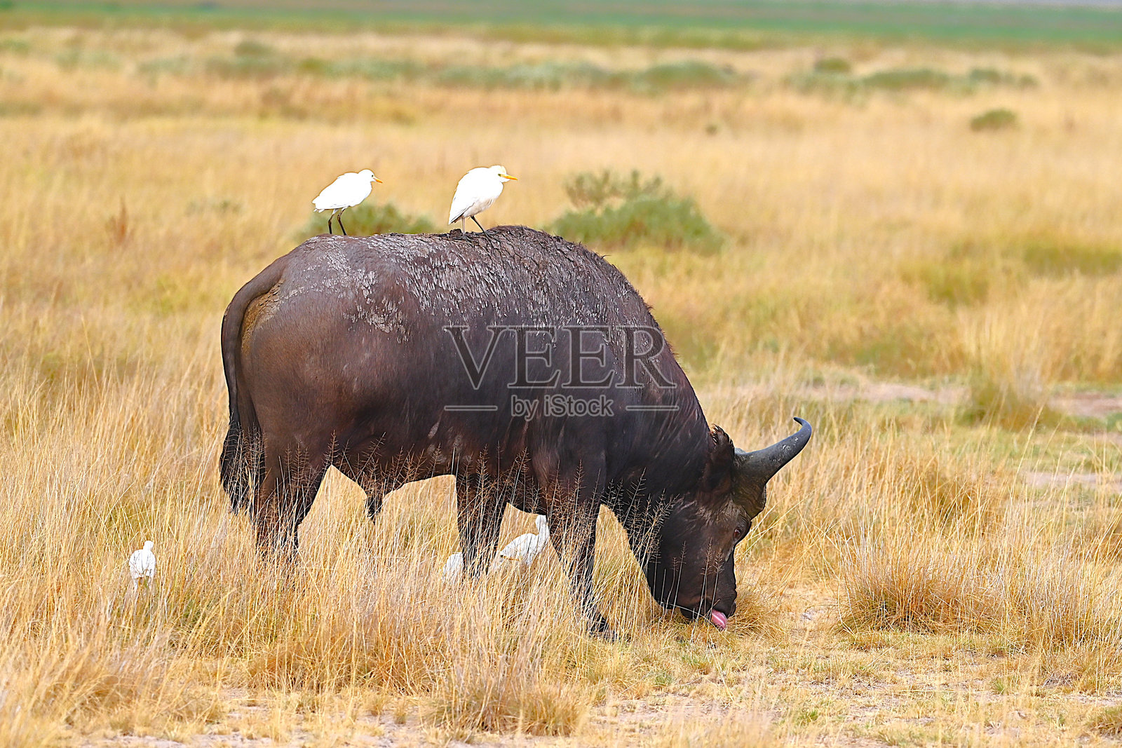 水牛与牛白鹭照片摄影图片