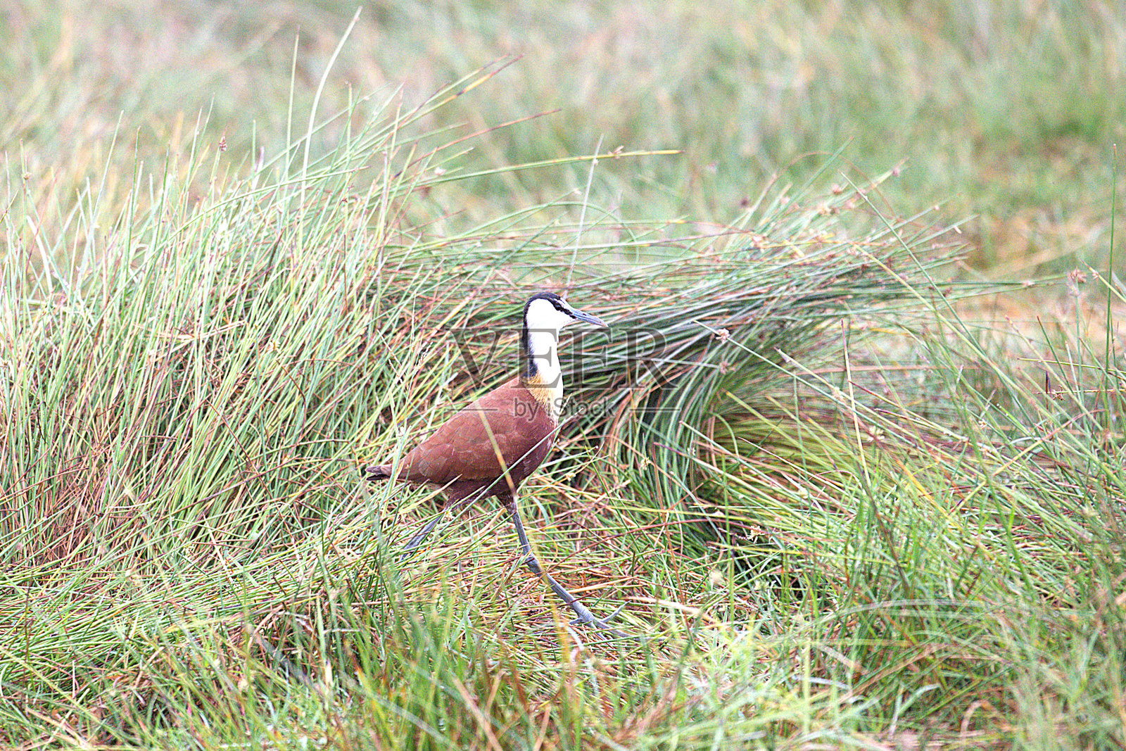 非洲水鸡照片摄影图片