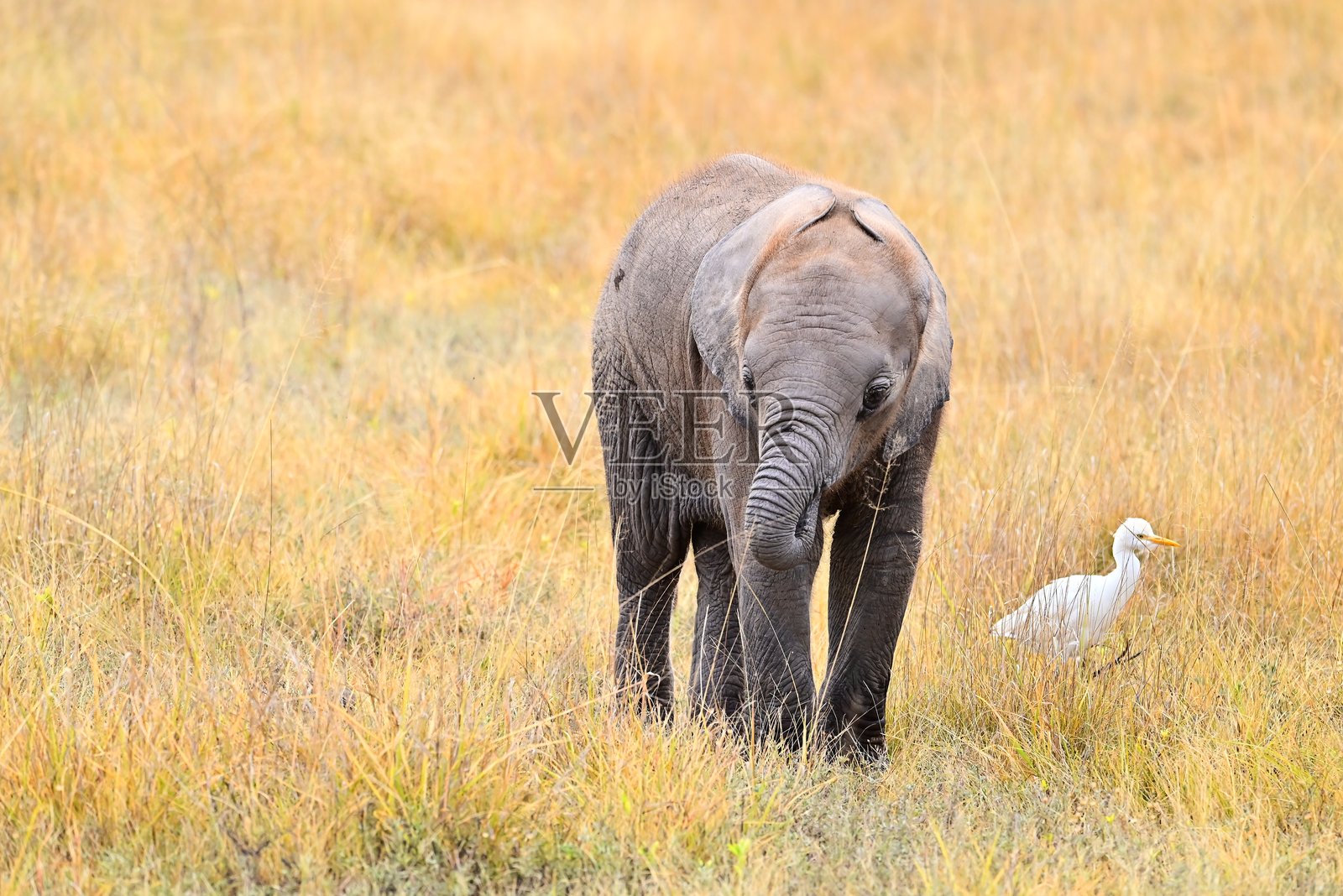 非洲幼象照片摄影图片