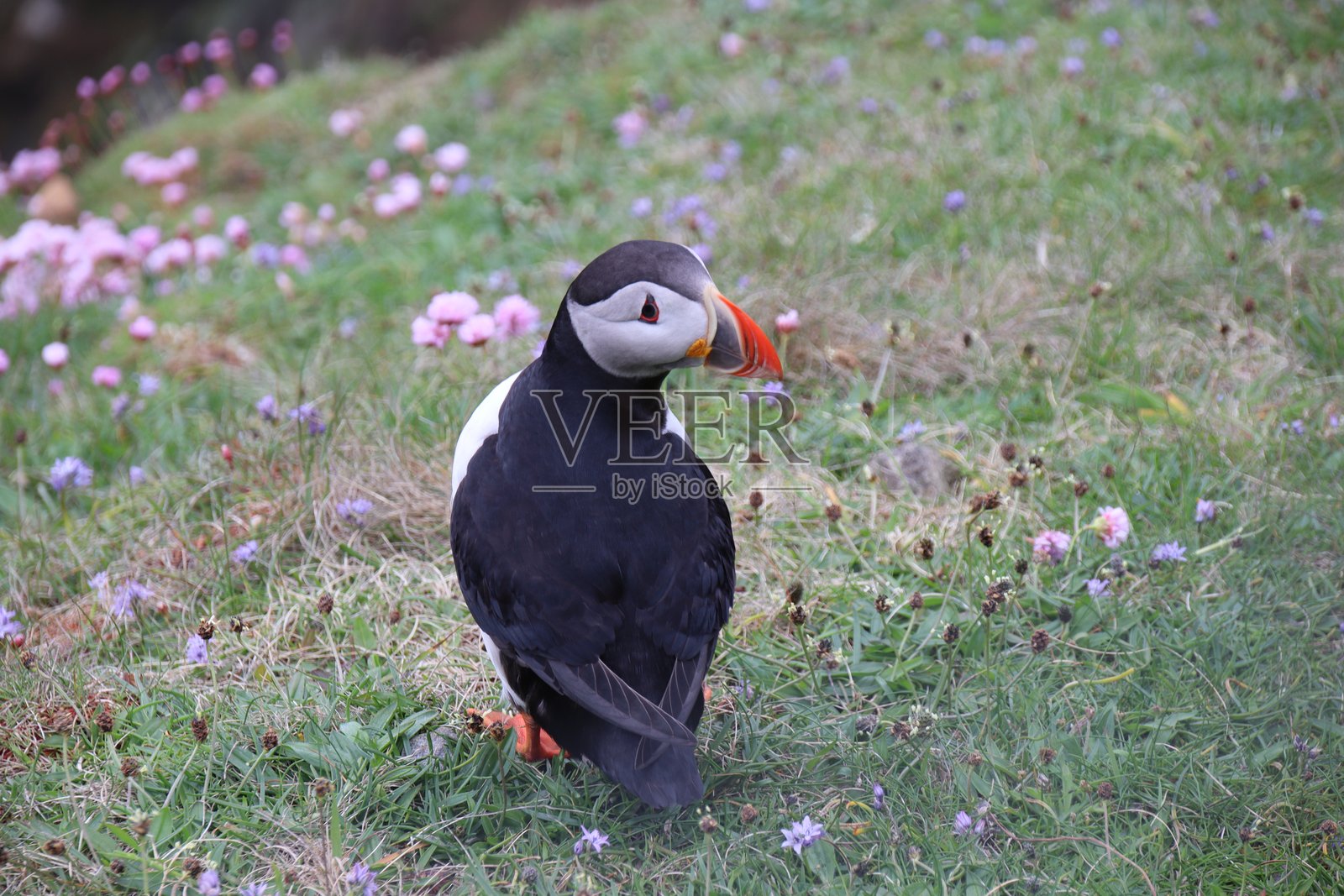 海雀照片摄影图片