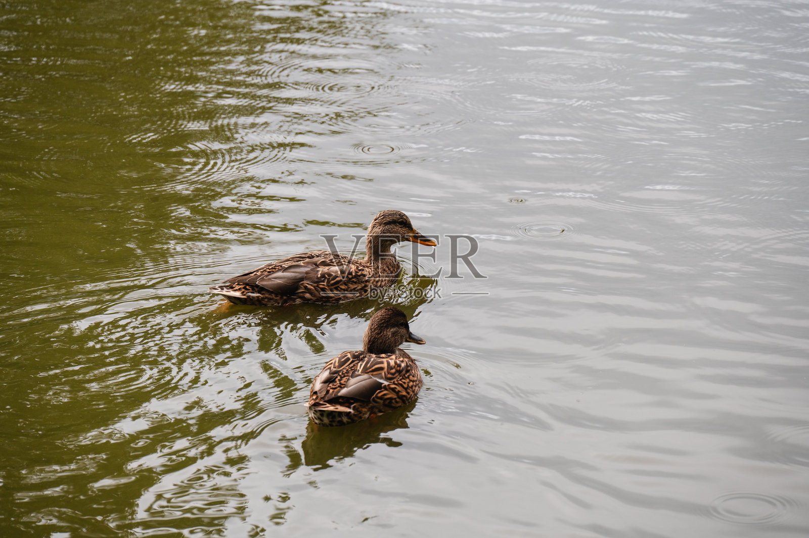 雌鸭在波光粼粼的池水中游泳照片摄影图片