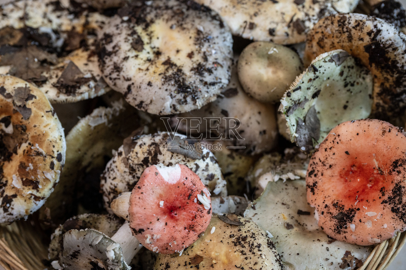 蘑菇指南针照片摄影图片