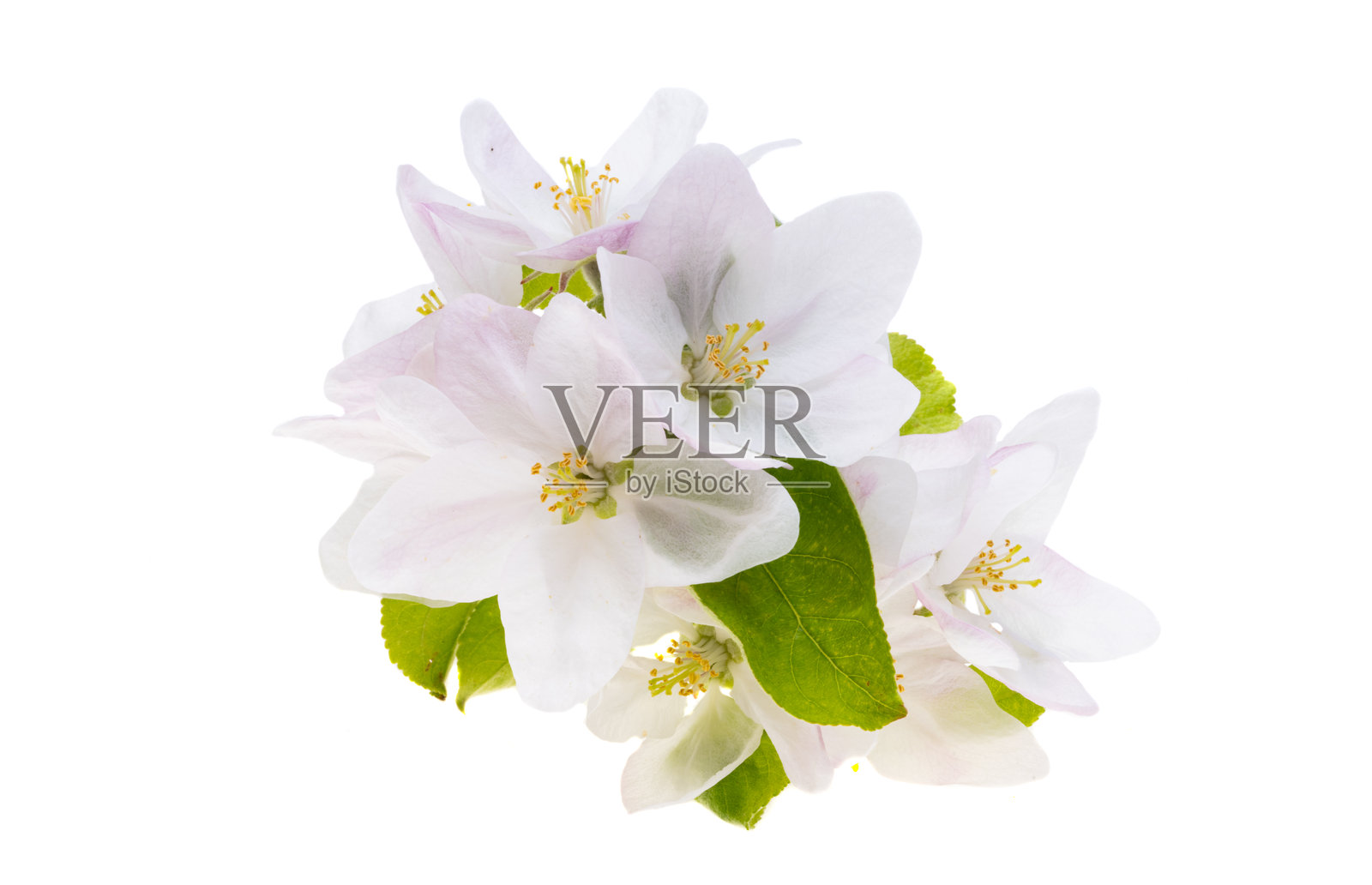 孤立的苹果花照片摄影图片